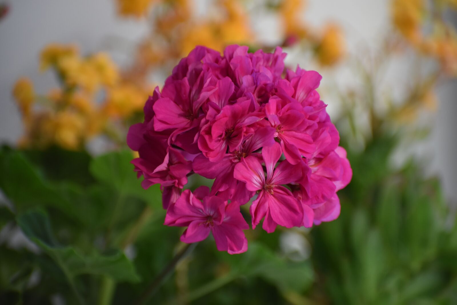 Nikon D3400 sample photo. Flower, macro, home photography