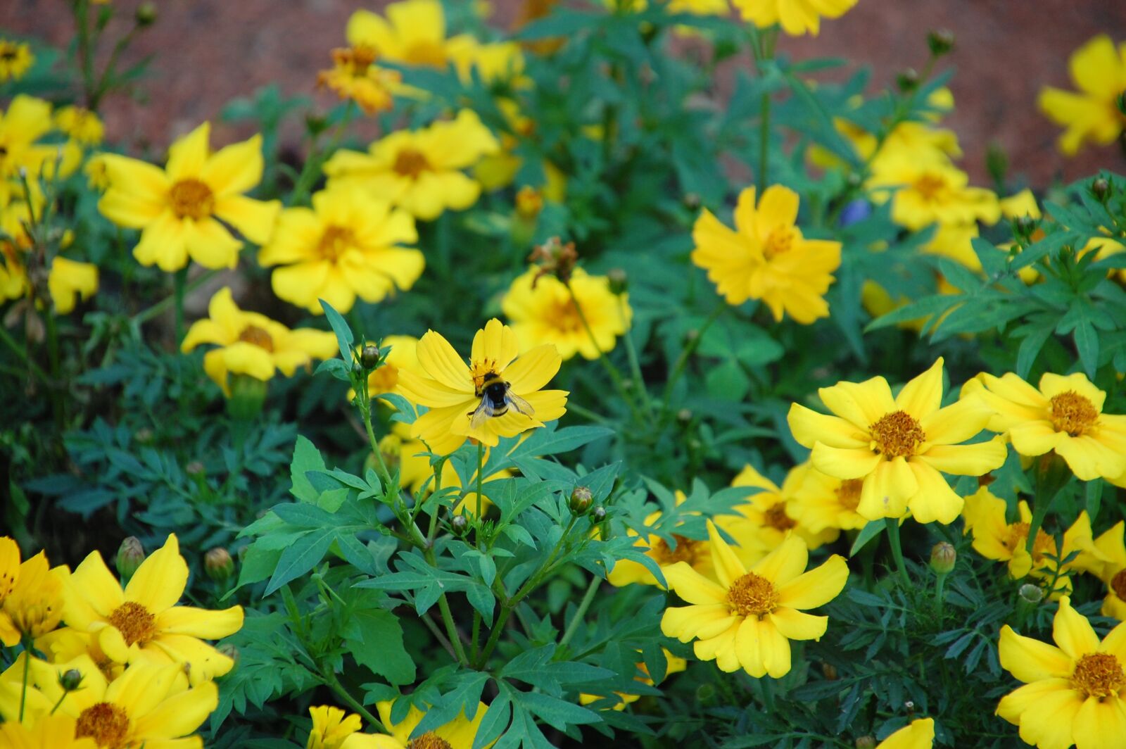 Nikon D40 sample photo. Flower, bloom, yellow photography