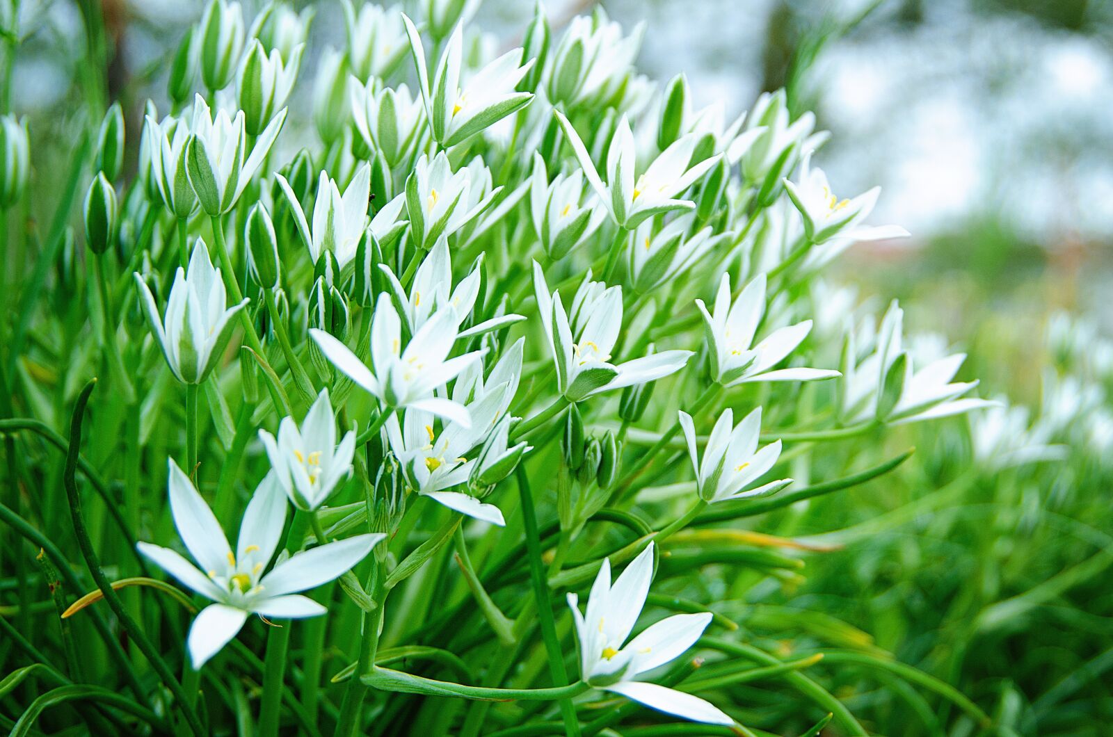 Nikon D7000 sample photo. Summer, nature, flowers photography