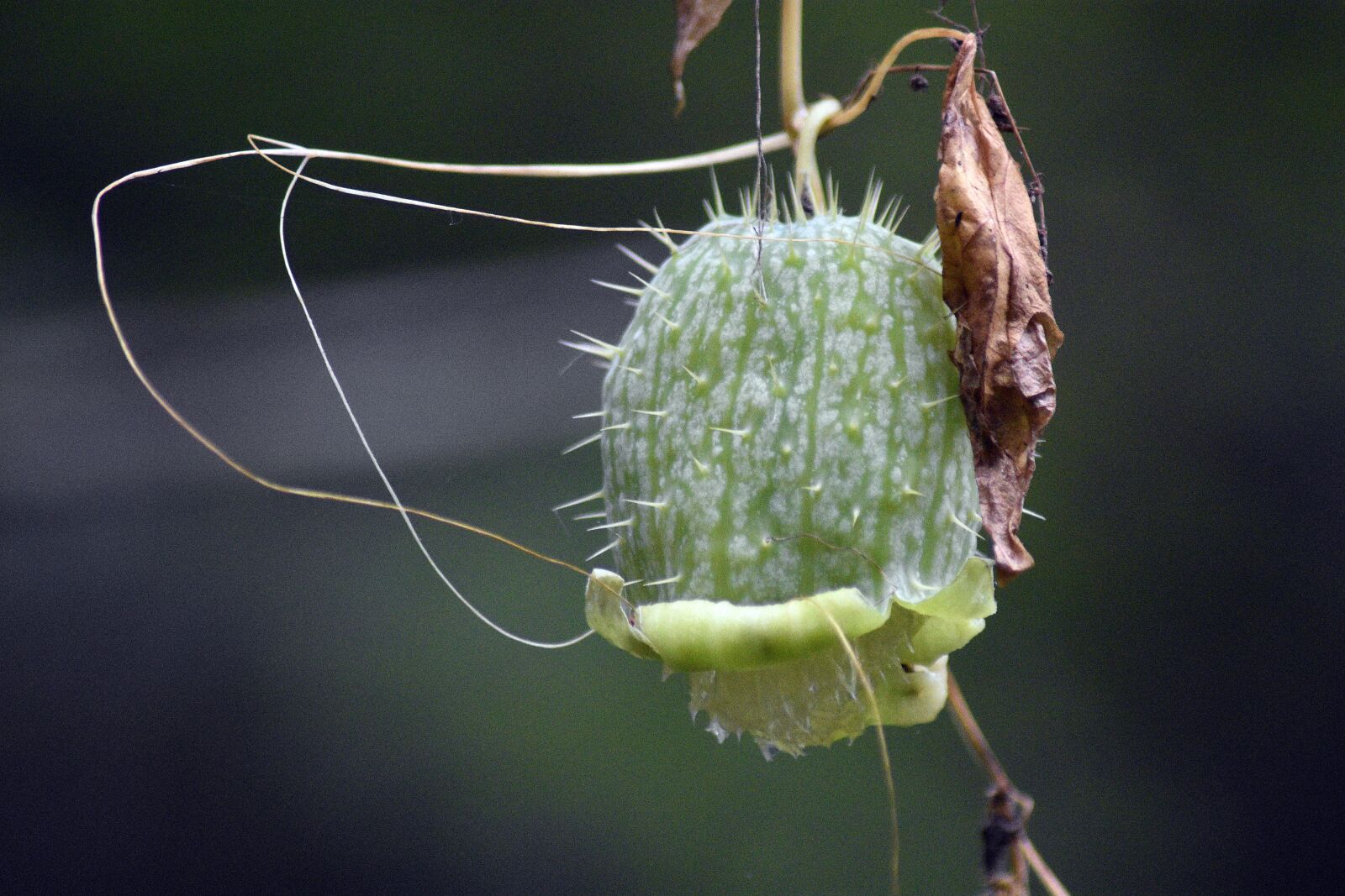 Nikon D3400 sample photo. Nature, spring, garden photography