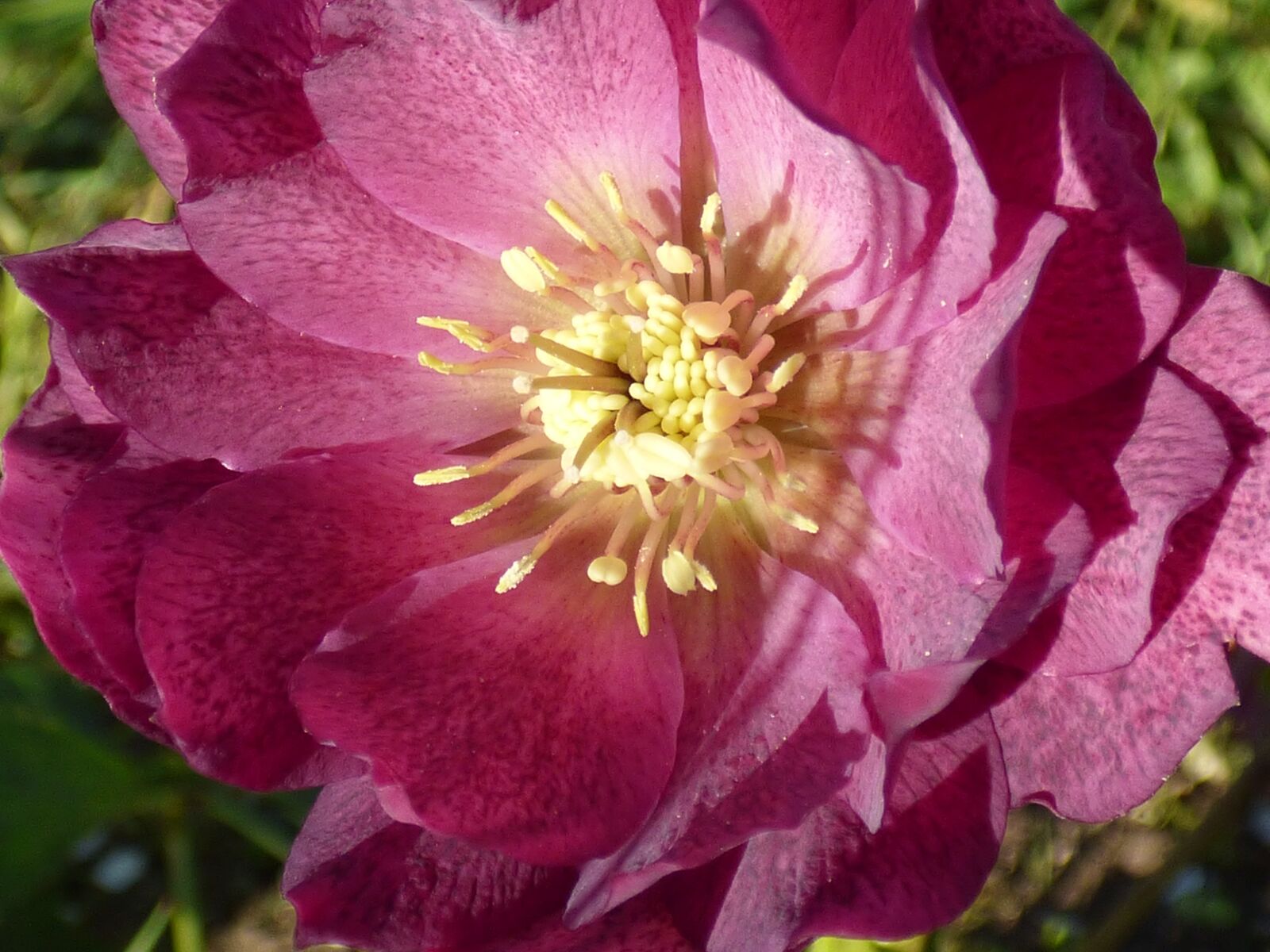 Panasonic DMC-FZ72 sample photo. Hellebore, flower, violet photography