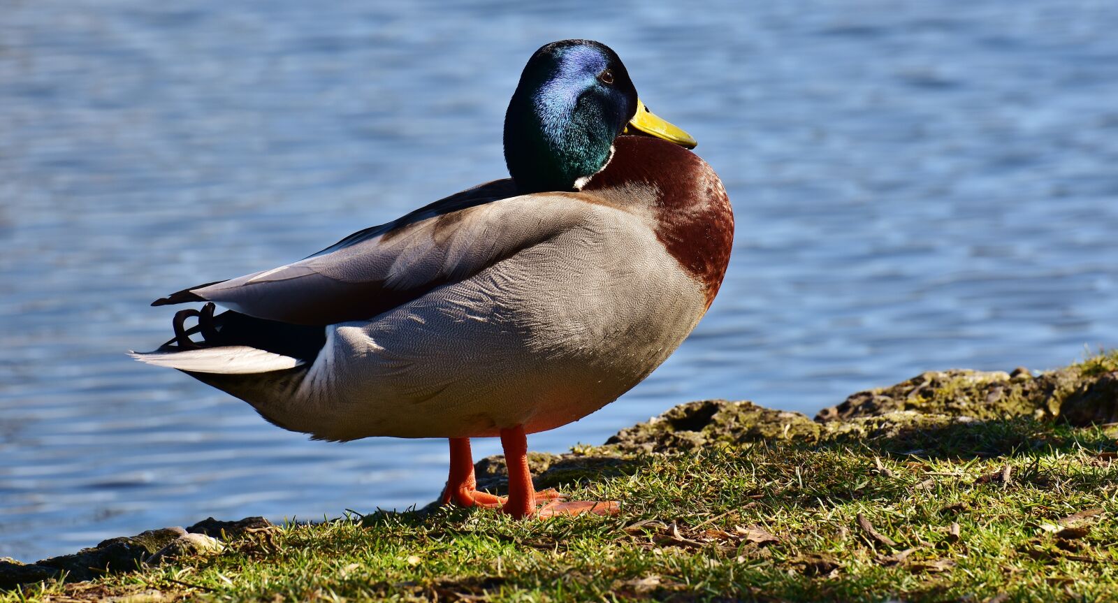 Nikon D7200 sample photo. Drake, bird, duck photography