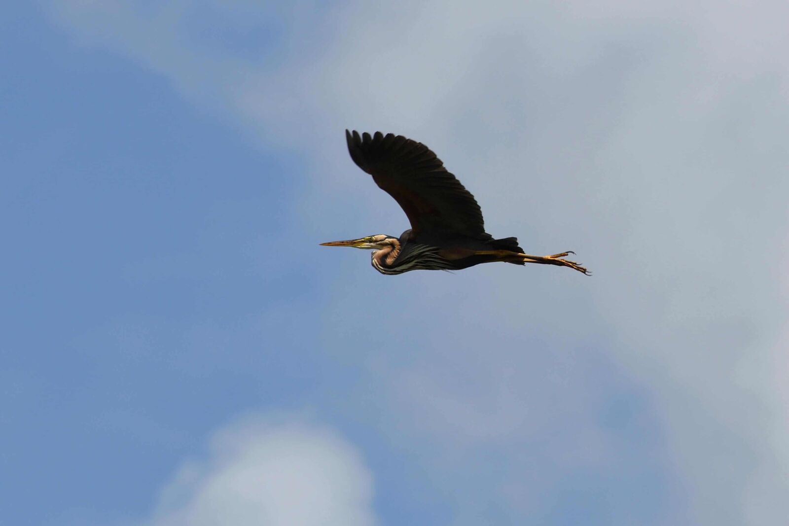 Nikon D500 sample photo. Wildlife, bird, sky, flight photography