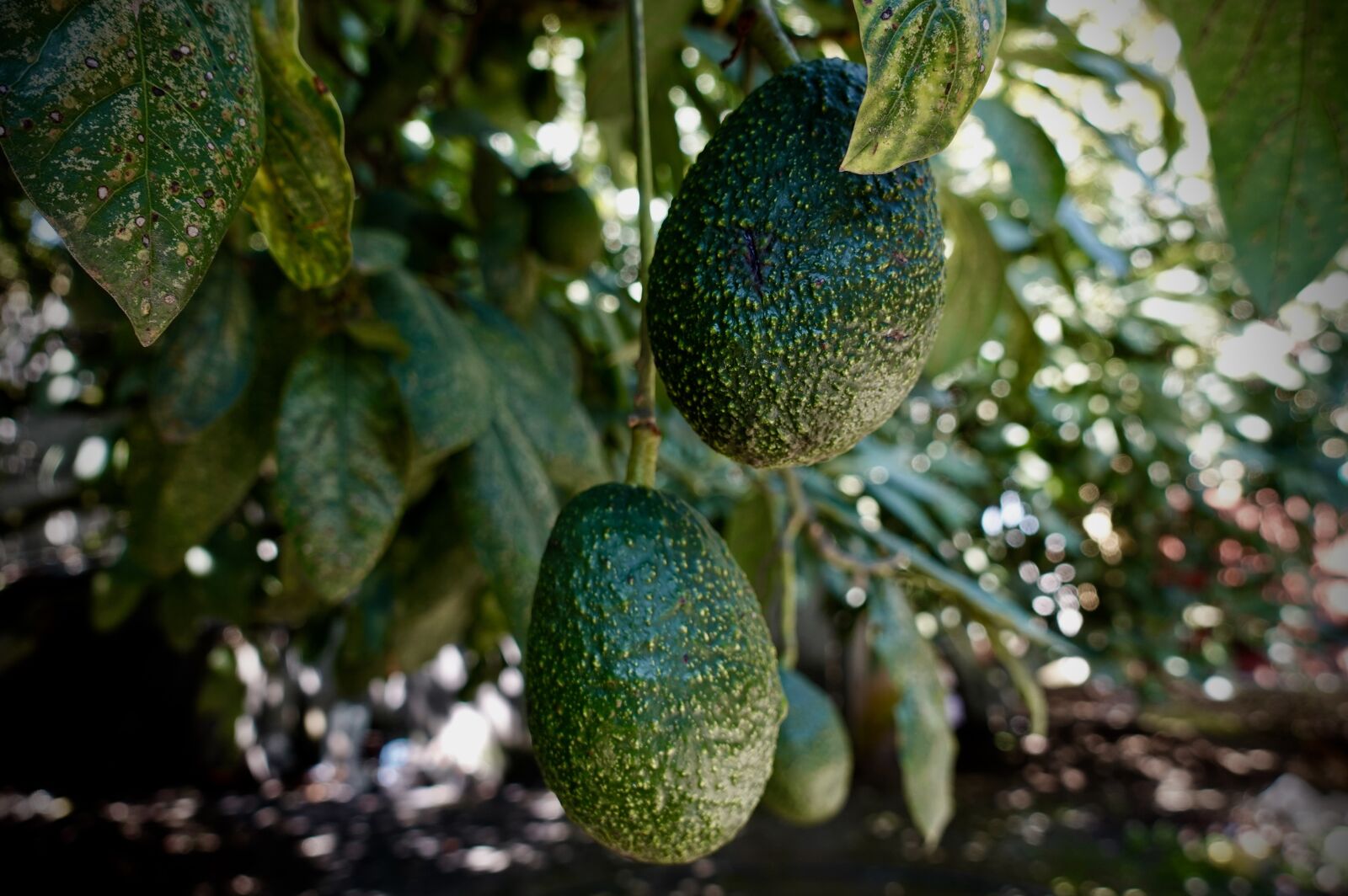 Sony DSC-RX100M5A sample photo. Avocado, green, plants photography