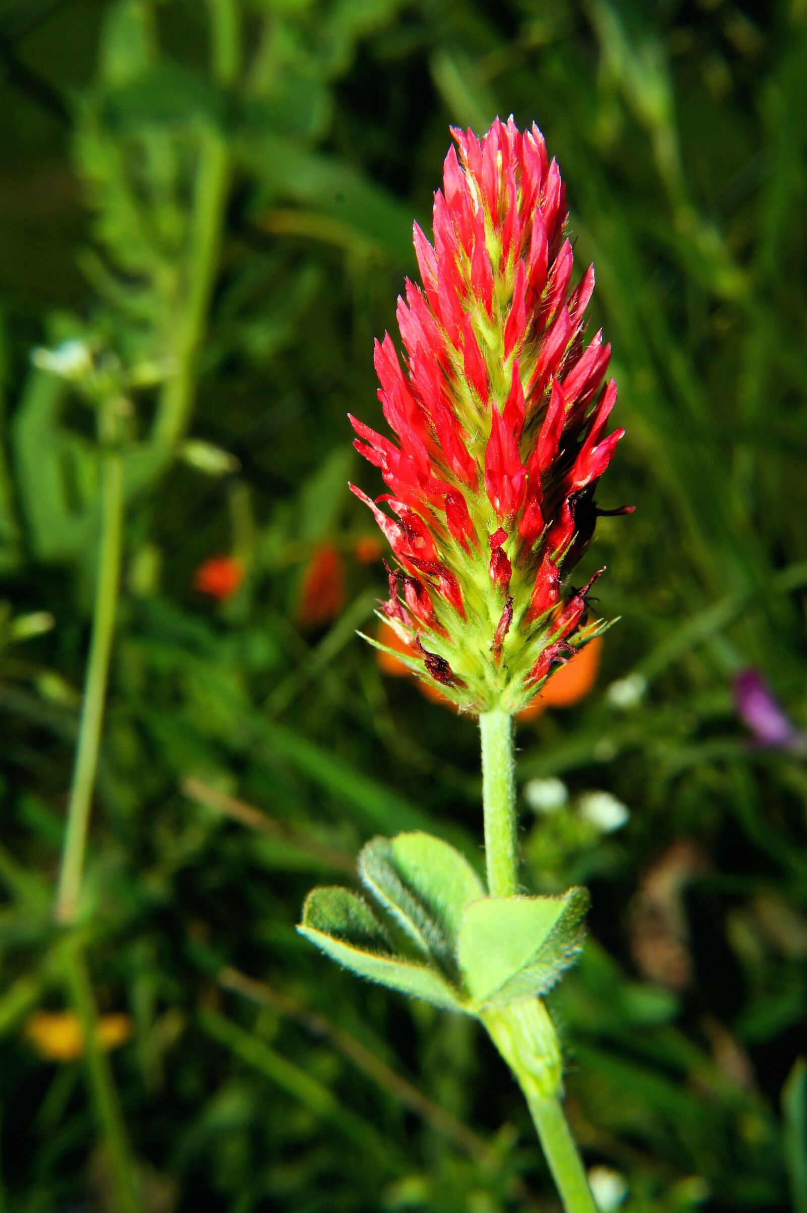 Sony SLT-A58 + Sony DT 30mm F2.8 Macro SAM sample photo. Flower, blossom, bloom photography