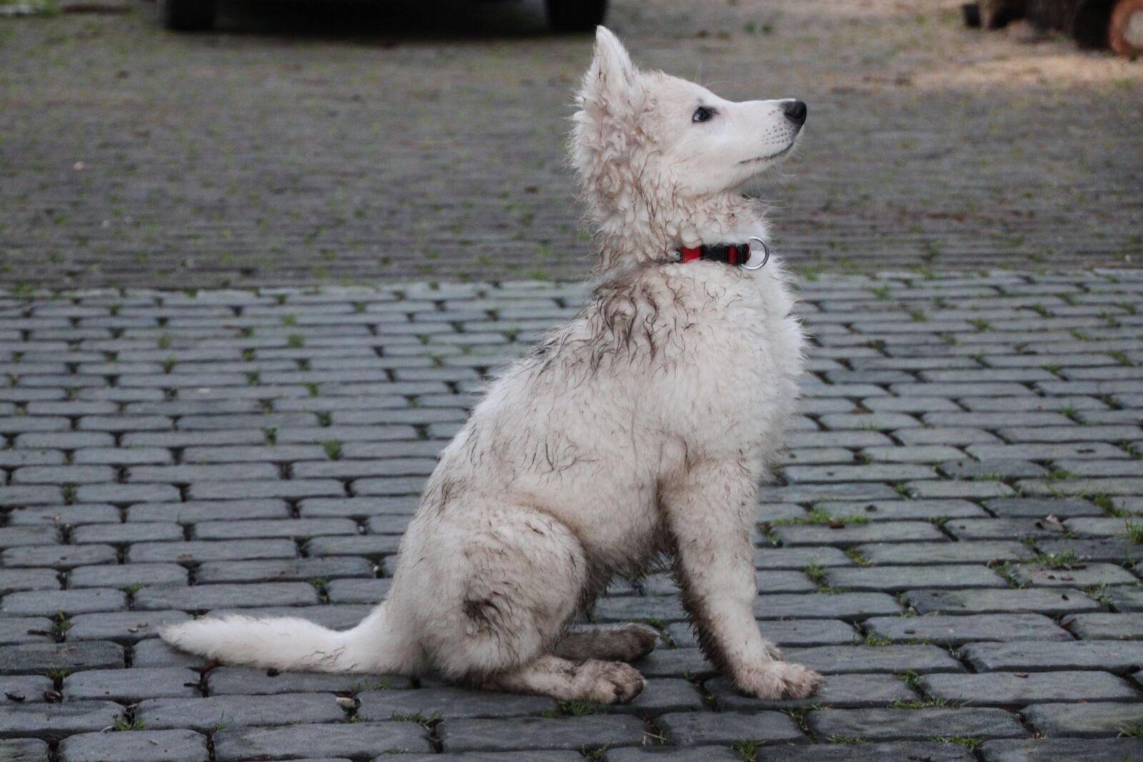 Canon EOS 500D (EOS Rebel T1i / EOS Kiss X3) sample photo. Puppy, dog, dirty photography