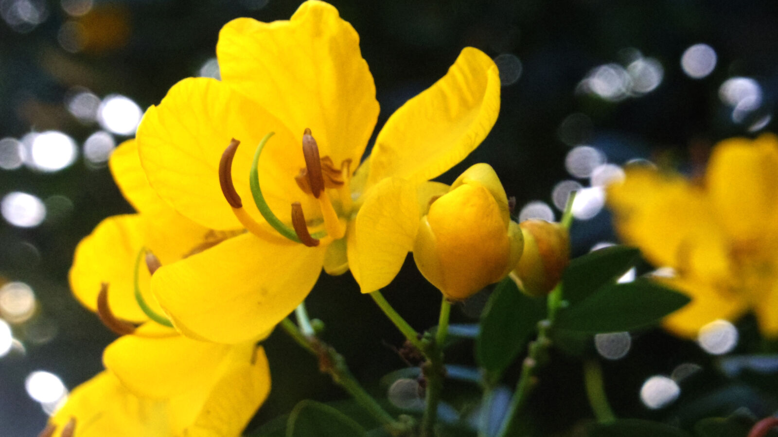 Pentax Q10 sample photo. Flower photography