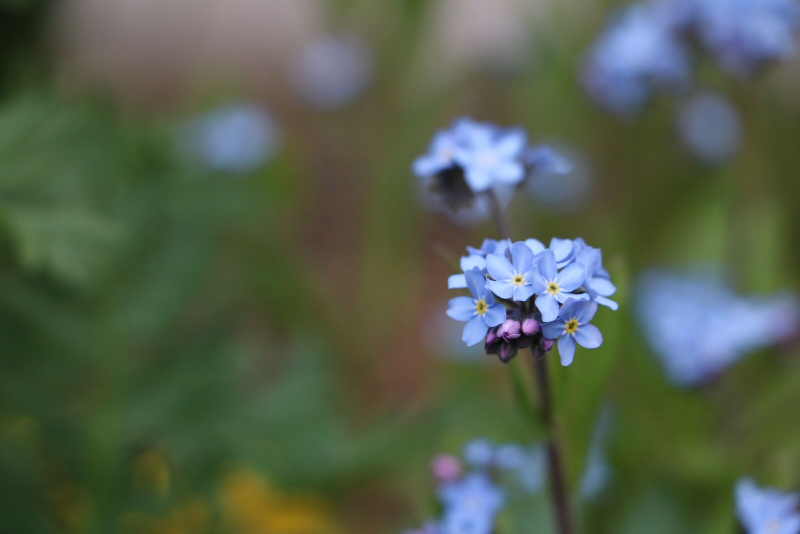 Canon EOS 750D (EOS Rebel T6i / EOS Kiss X8i) sample photo. Forget me not, flower photography