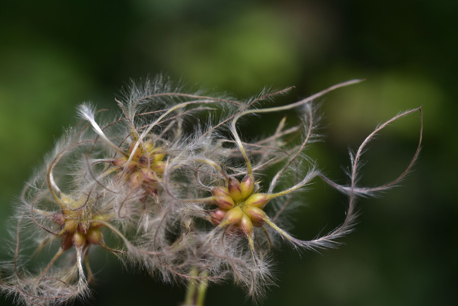 Nikon D750 sample photo. Clematis, usually, woolly photography