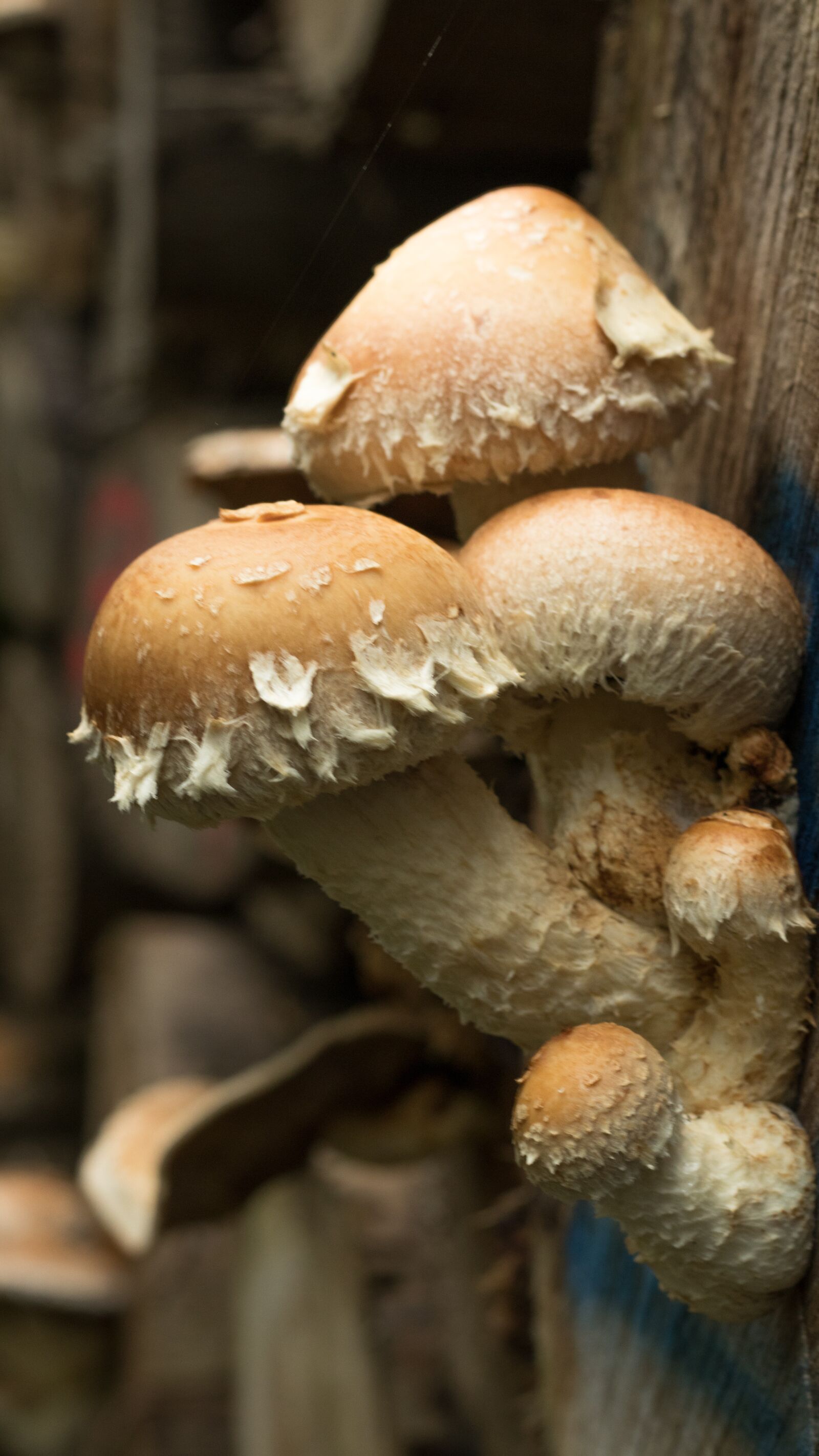 Canon EOS 80D sample photo. Mushrooms, wood, park photography