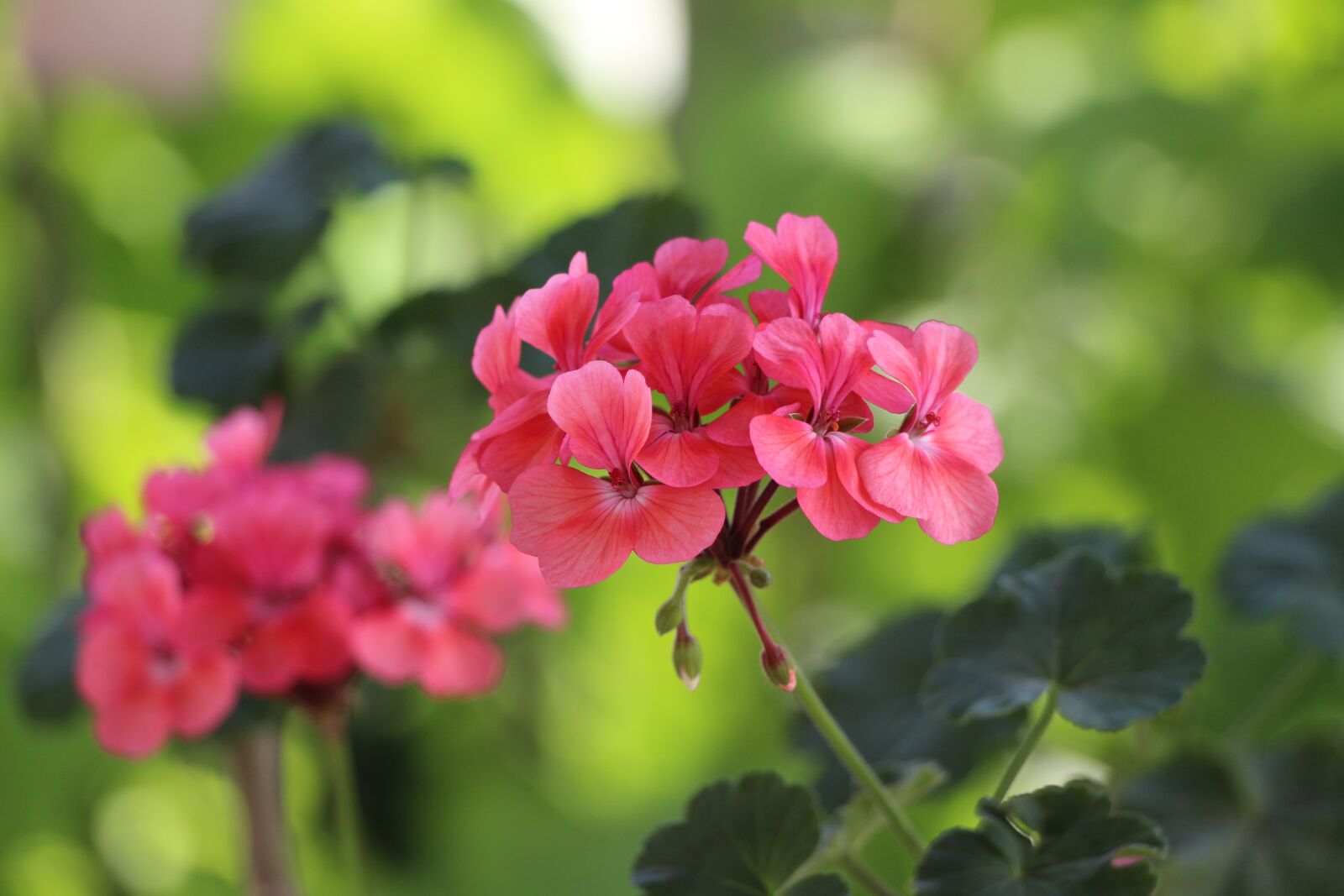 Canon EOS 700D (EOS Rebel T5i / EOS Kiss X7i) sample photo. Geranium, flower, green photography