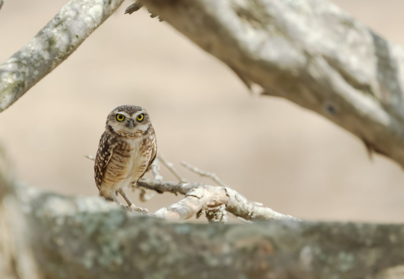 Nikon D3200 sample photo. Owl, bird, animal photography