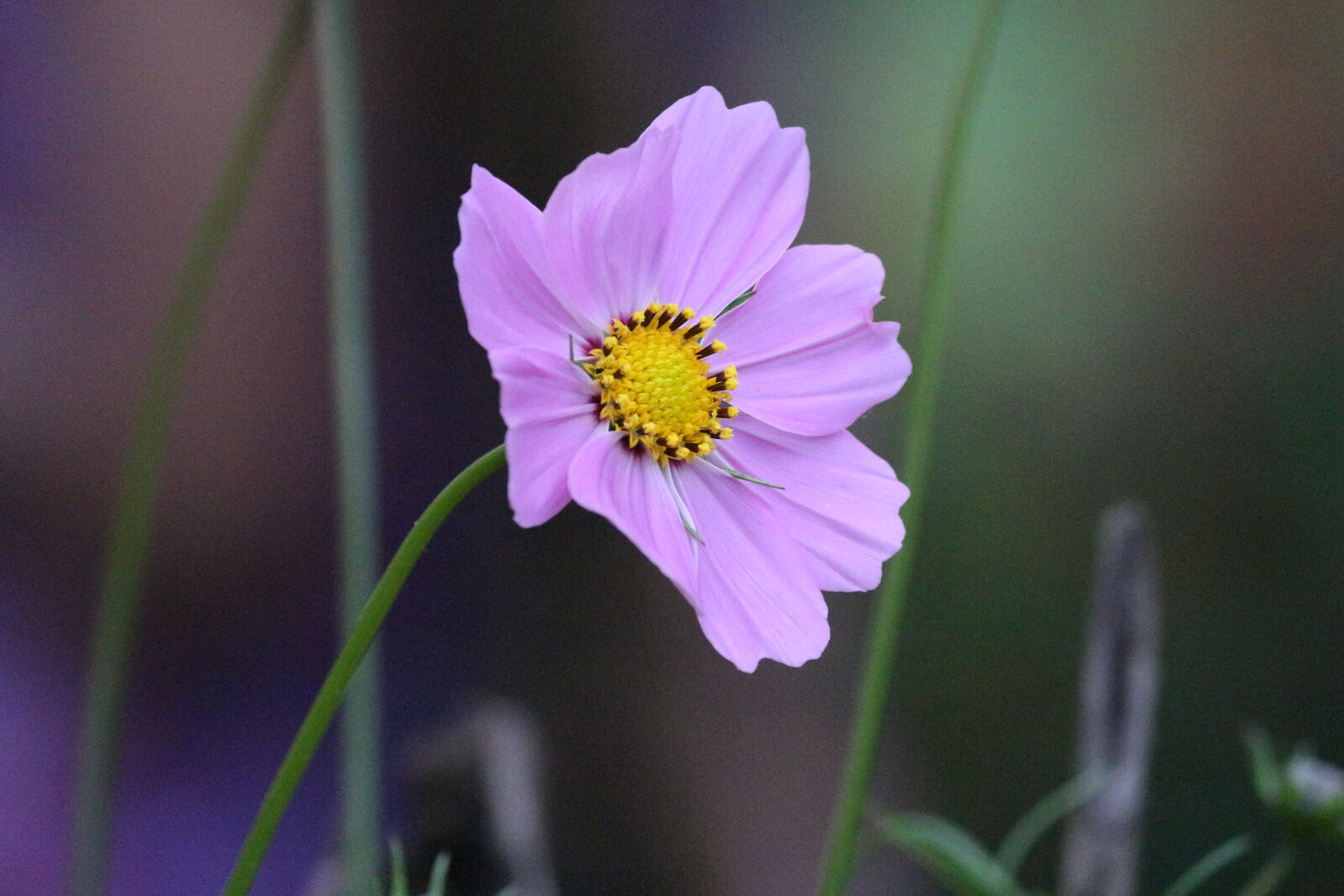 Canon EOS 700D (EOS Rebel T5i / EOS Kiss X7i) sample photo