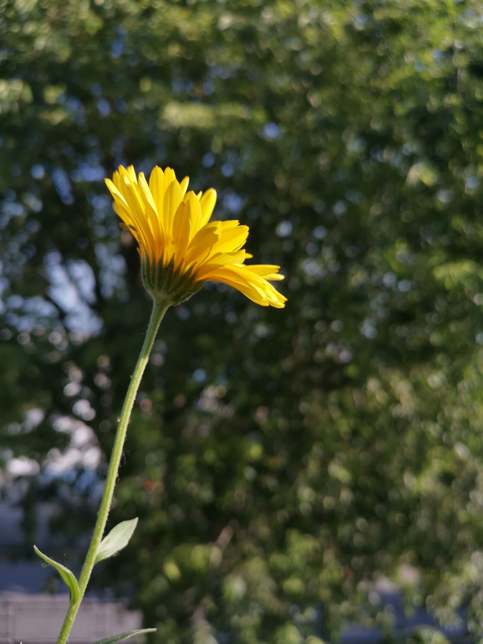 HUAWEI Mate 20 Pro sample photo. Flower, reach for the photography