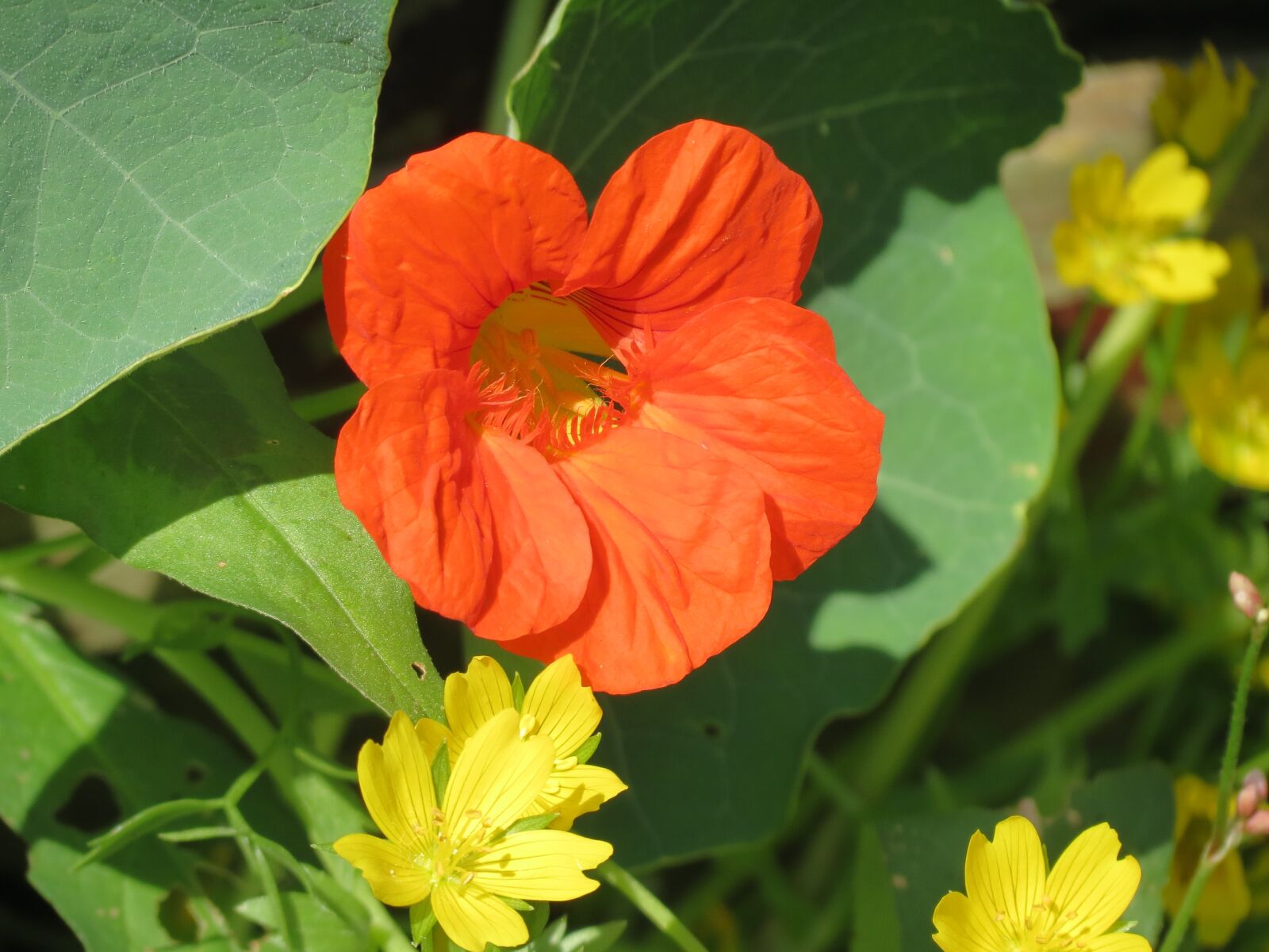 Canon PowerShot SX40 HS sample photo. Flower, summer, orange photography