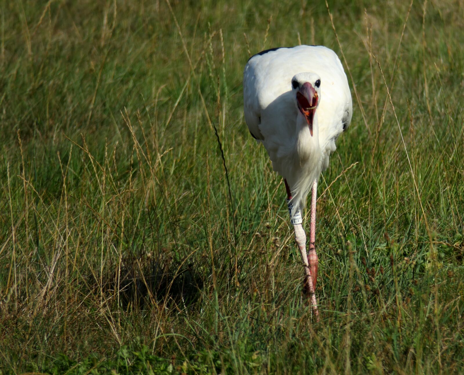 Canon PowerShot G3 X sample photo. Stork, eat, bill photography