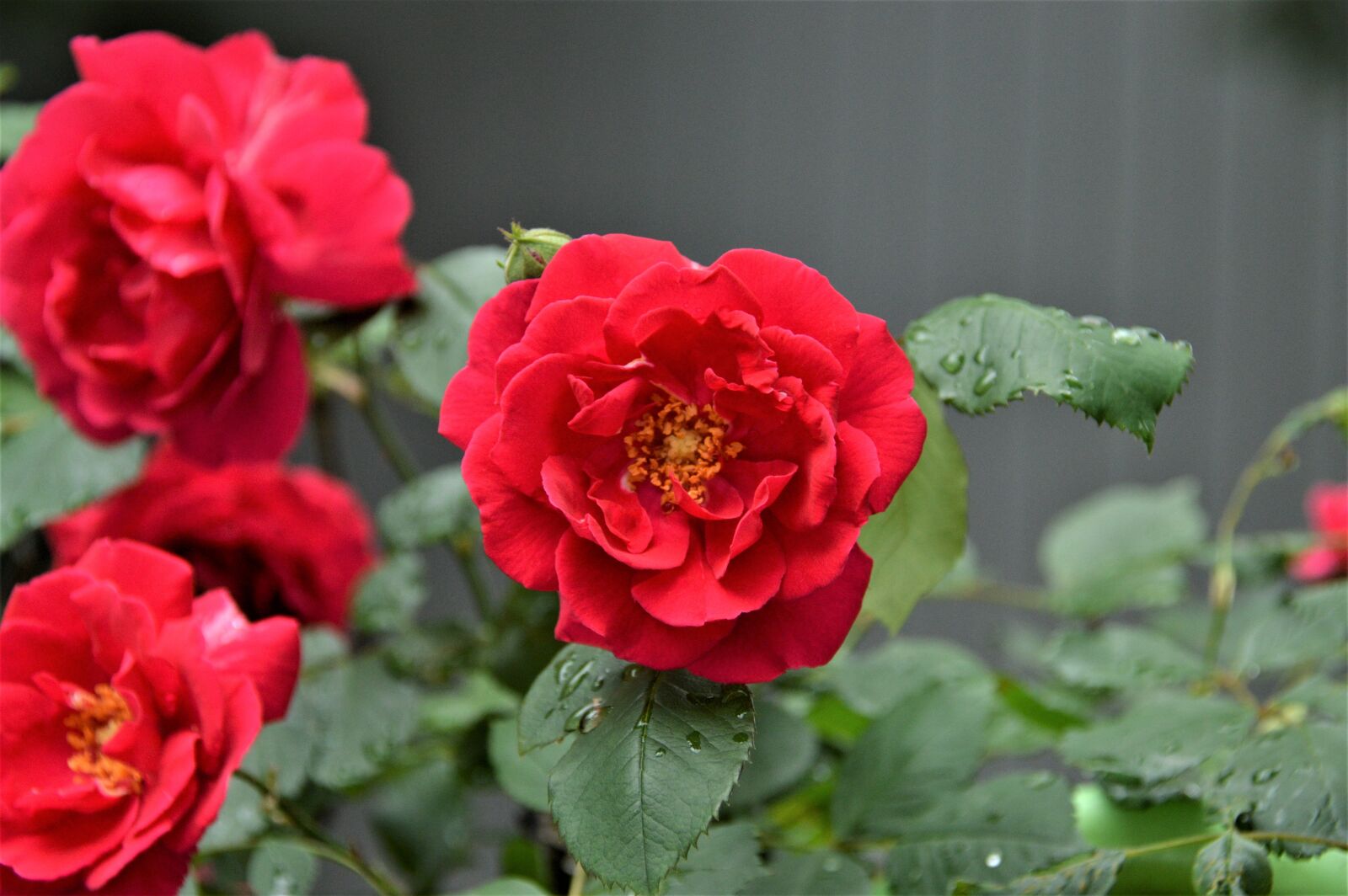 Nikon D3200 sample photo. Rose, plants, flowers photography