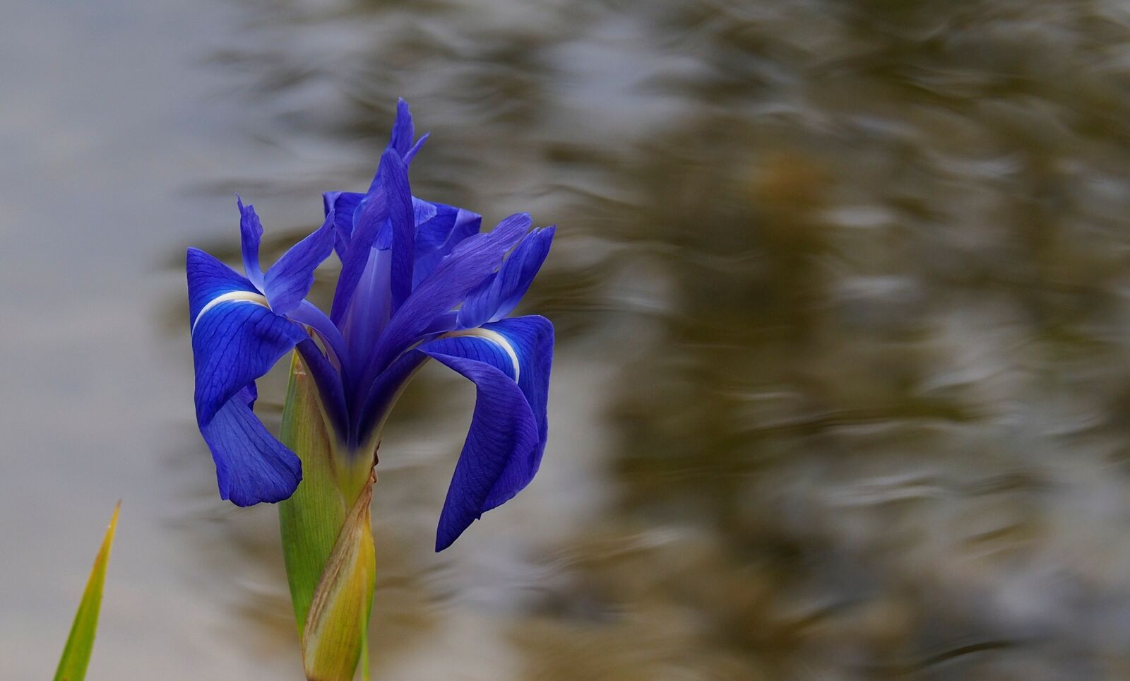 OLYMPUS M.14-150mm F4.0-5.6 II sample photo. Nature, iris, blue photography