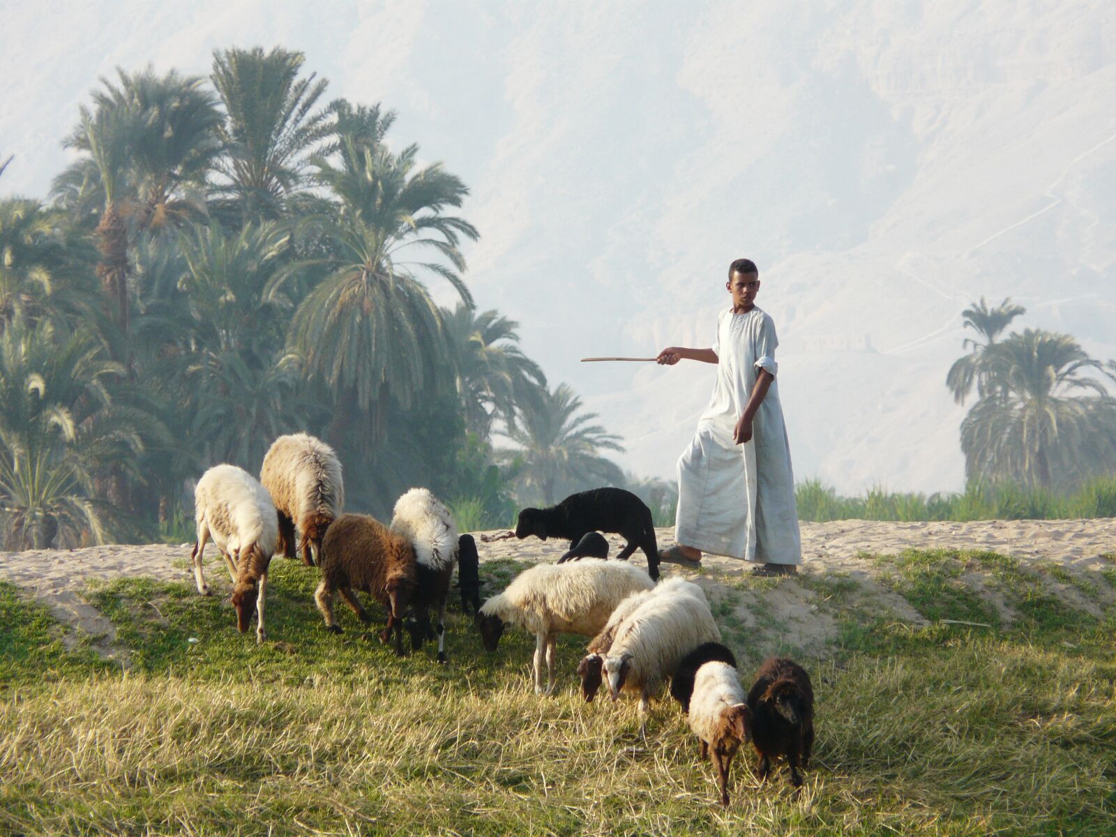 Panasonic DMC-FZ18 sample photo. Shepherd, flock, luxor photography