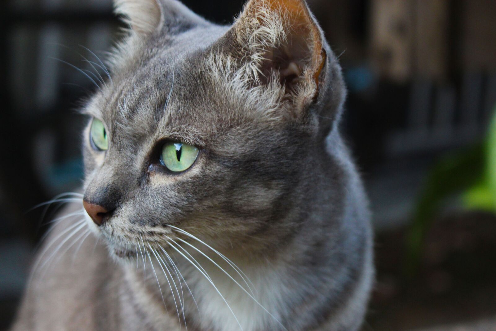 Canon EOS 700D (EOS Rebel T5i / EOS Kiss X7i) sample photo. Cat, feline, animal photography