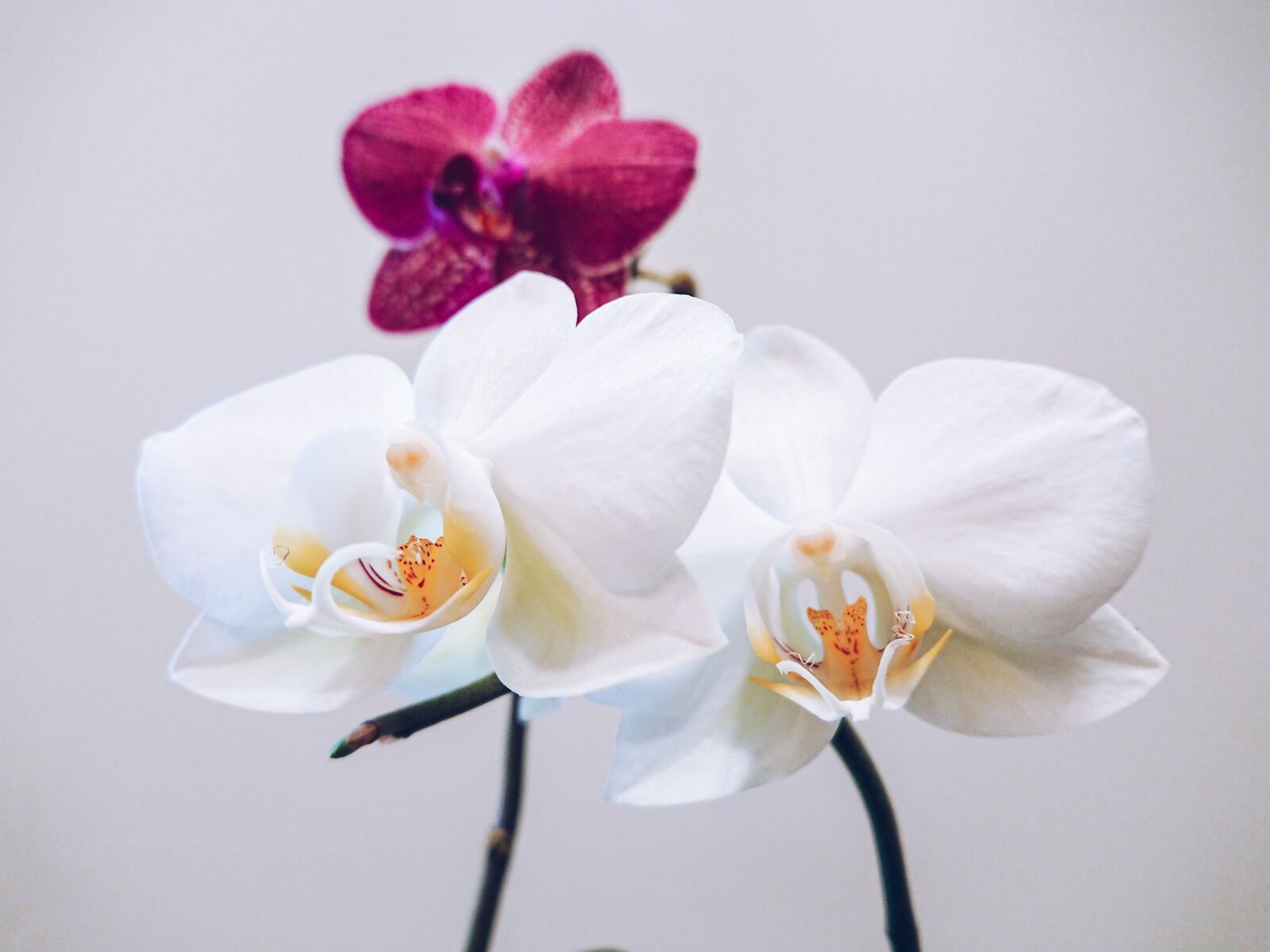 Sony Xperia XZ Premium sample photo. Flower, orchid, plant photography