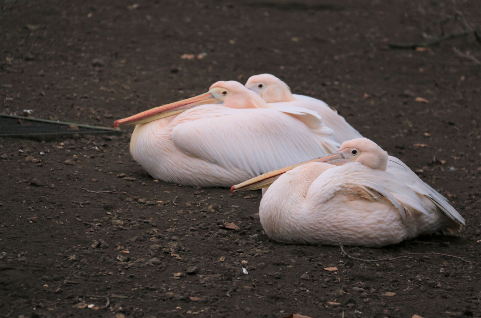 Canon EOS 70D sample photo. Bird, animal, nature photography
