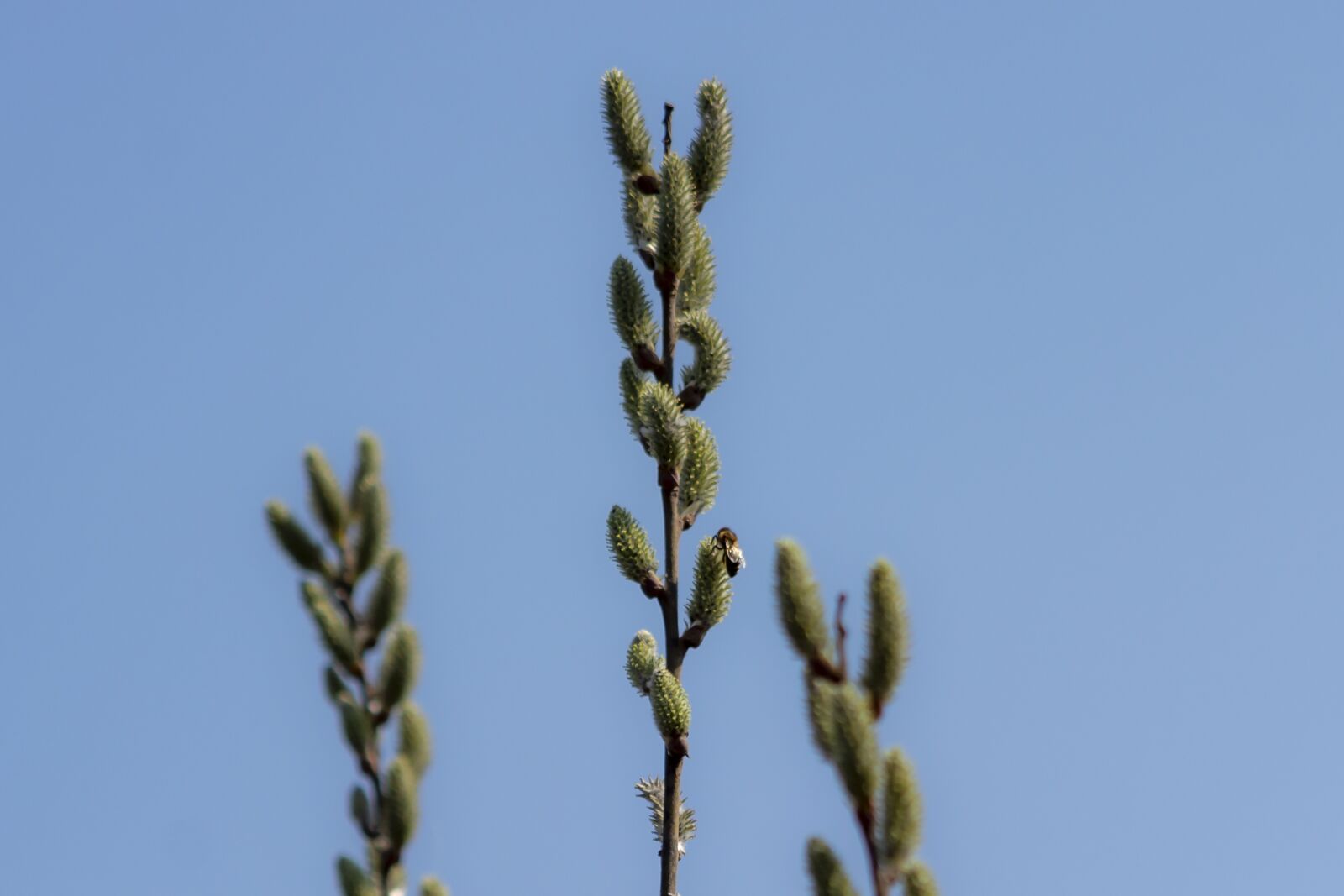 Canon EF75-300mm f/4-5.6 sample photo. Barka, willow, branch photography