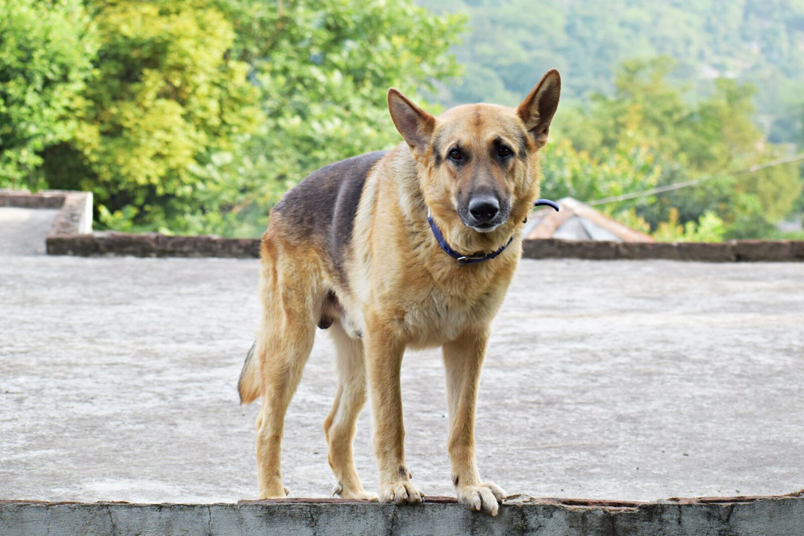 Nikon D3300 sample photo. Dog, german, shepherd photography