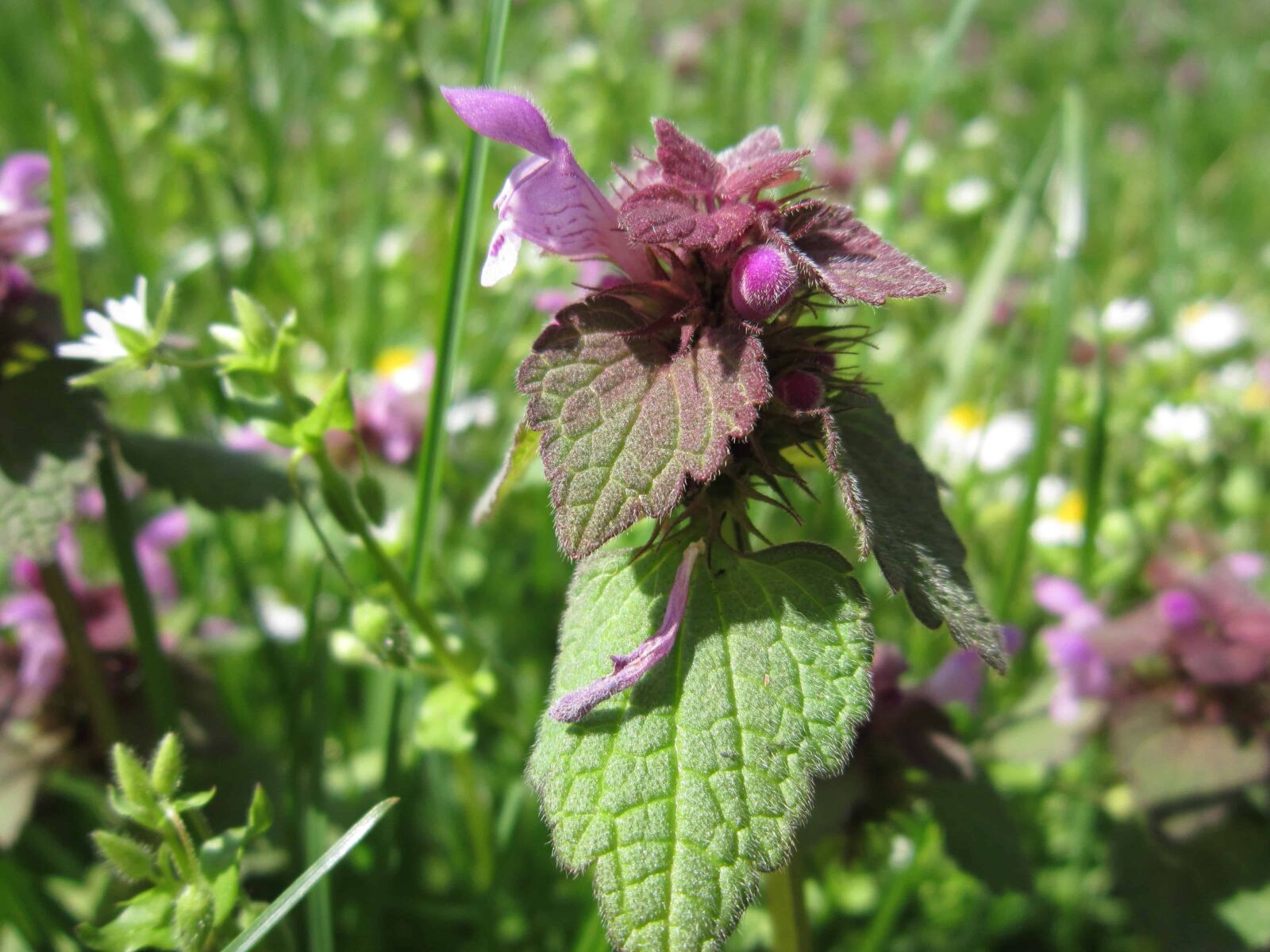 Canon PowerShot A3200 IS sample photo. Summer, nature, meadow, macro photography