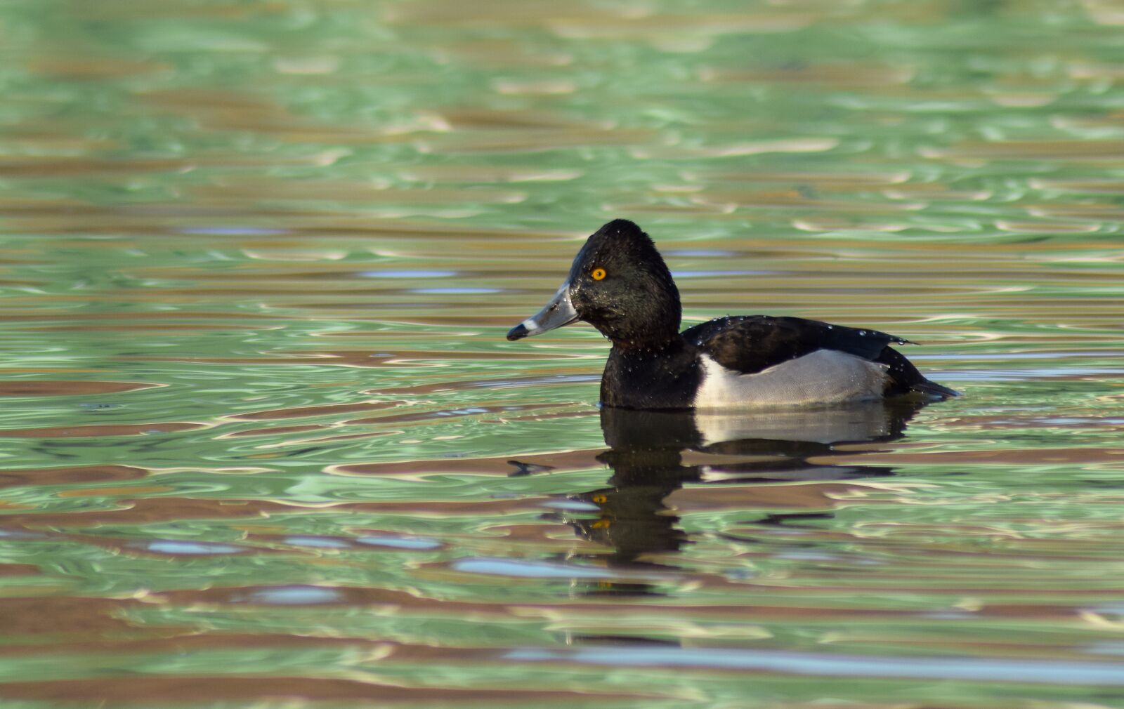 Nikon D3300 sample photo. Duck, river, water photography