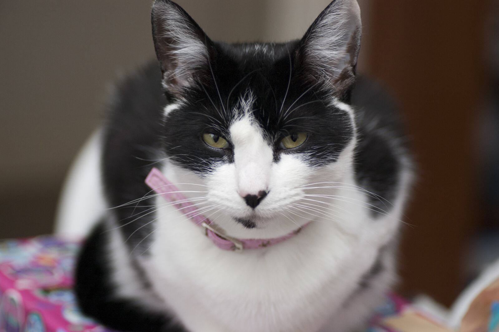 Nikon D40 sample photo. Cat, feline, animal photography