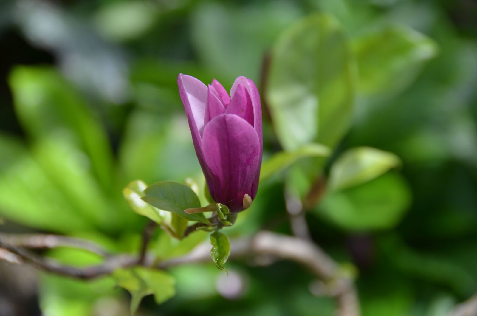Nikon D7000 sample photo. Flower, natural, floral photography