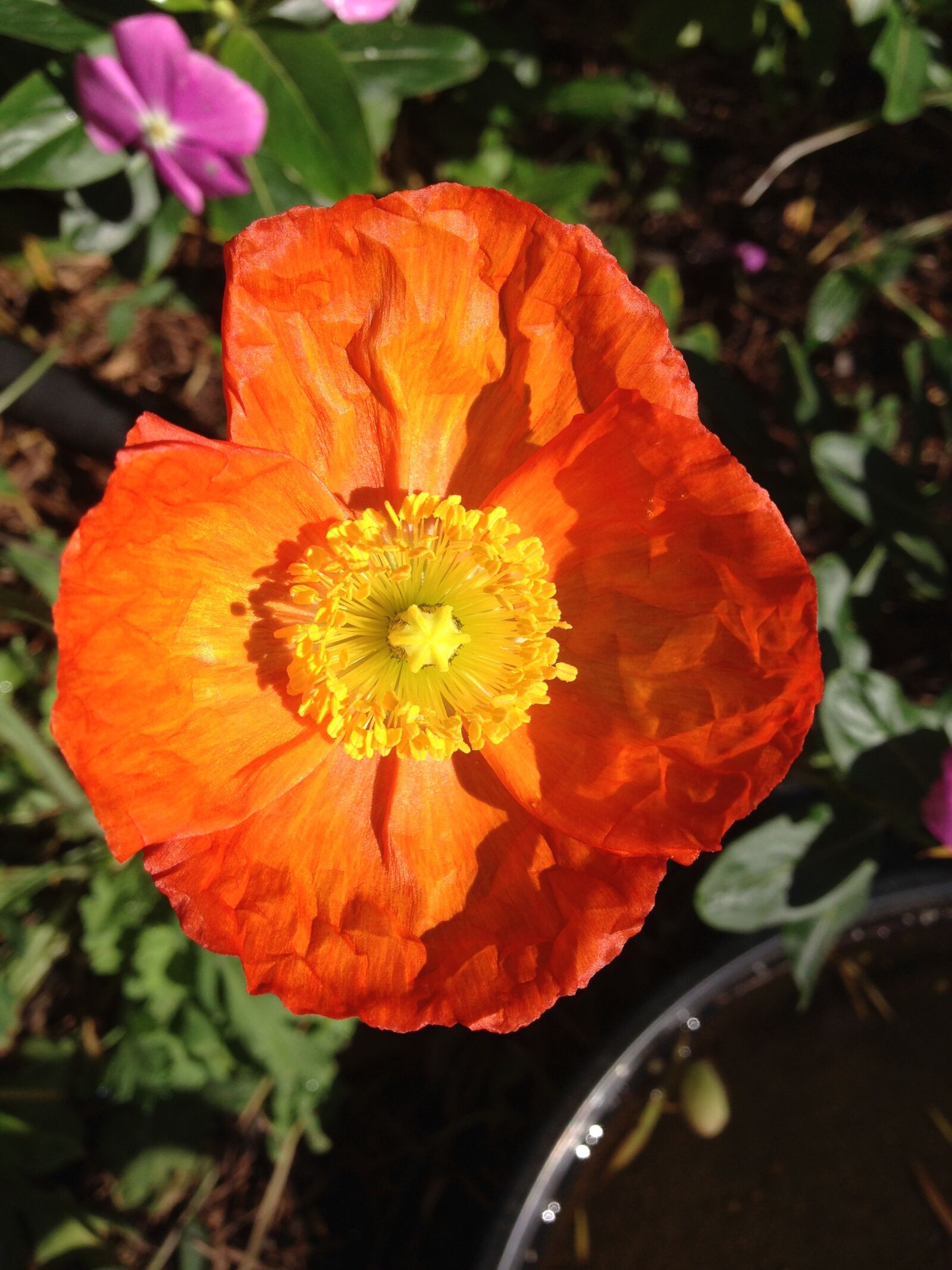 iPhone 5 back camera 4.12mm f/2.4 sample photo. Poppy, flower, orange photography