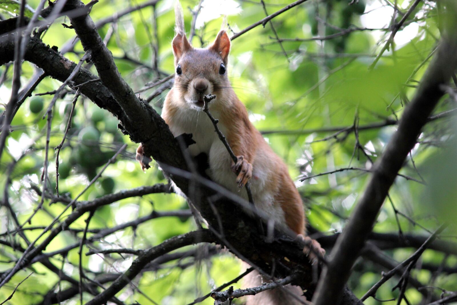Canon EOS 550D (EOS Rebel T2i / EOS Kiss X4) sample photo. Nature, squirrel, forest life photography