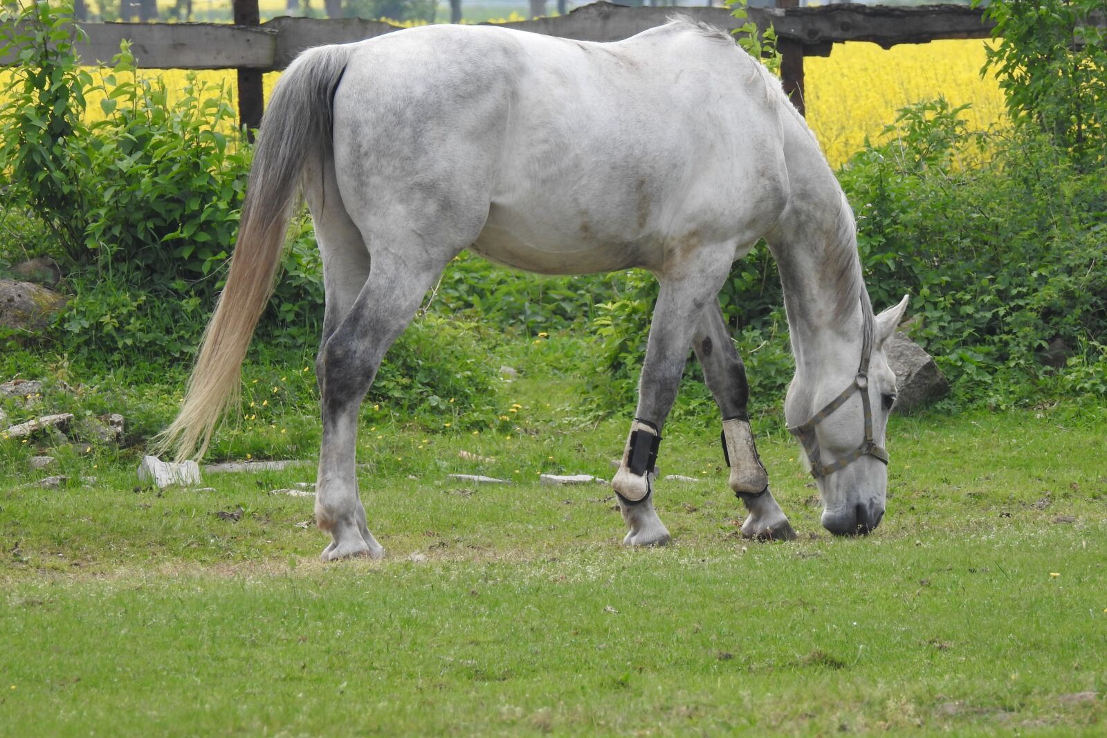 Nikon Coolpix P900 sample photo. Animals, lawn, farm photography