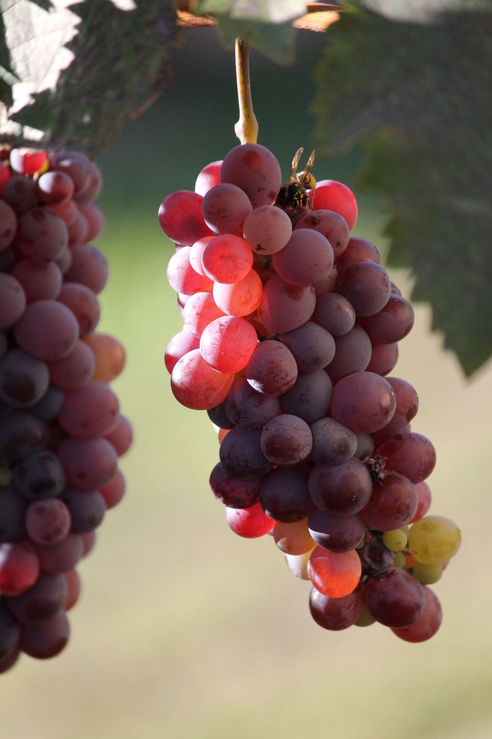 Canon EF-S 55-250mm F4-5.6 IS II sample photo. Grape, vintage, sunlight photography