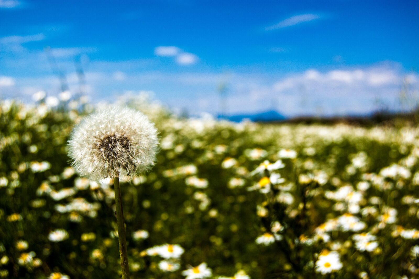 Nikon D40 sample photo. Pampeliska, nature, slovakia photography