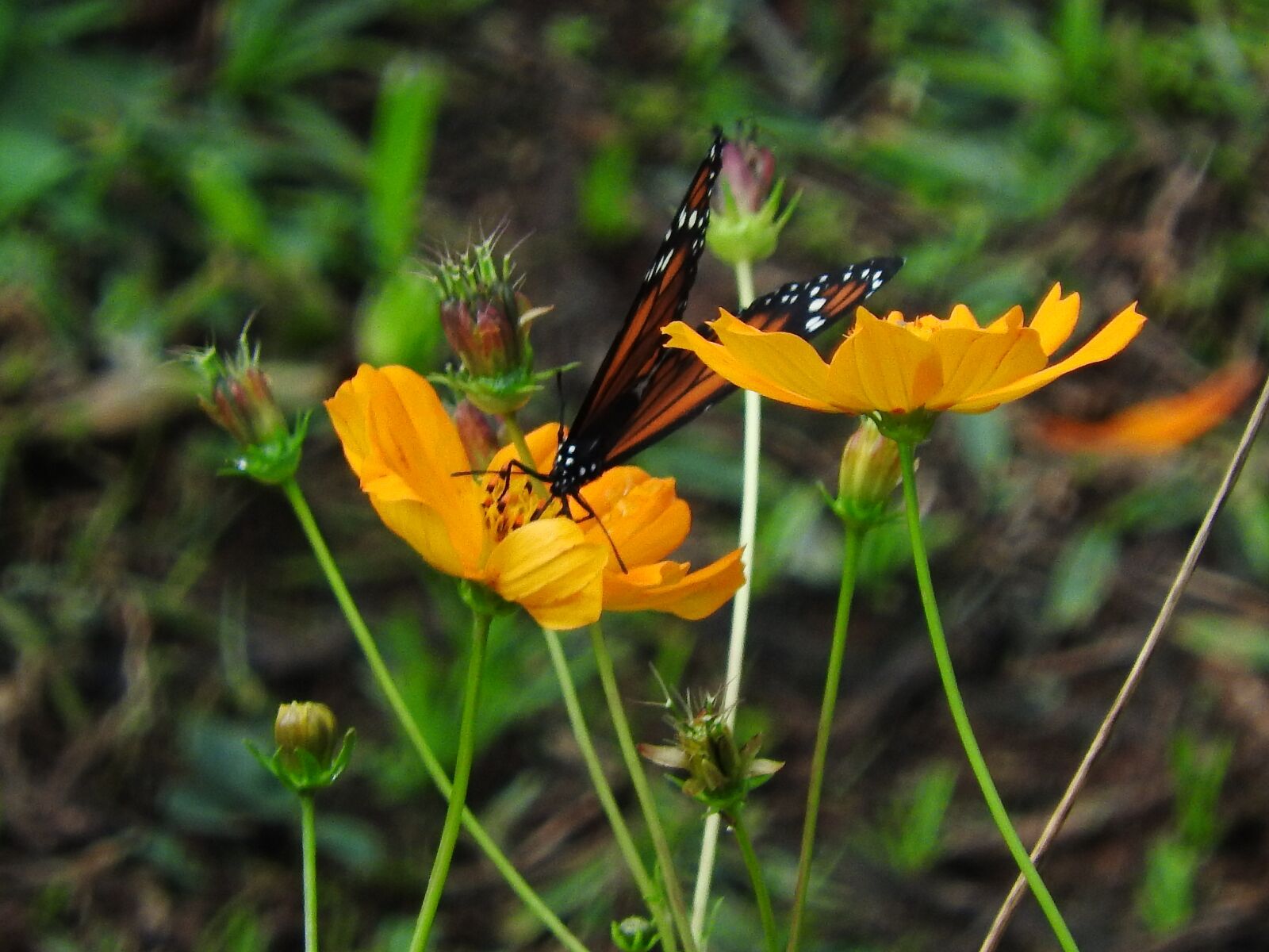Nikon Coolpix P610 sample photo. Butterfly, flower, nature photography