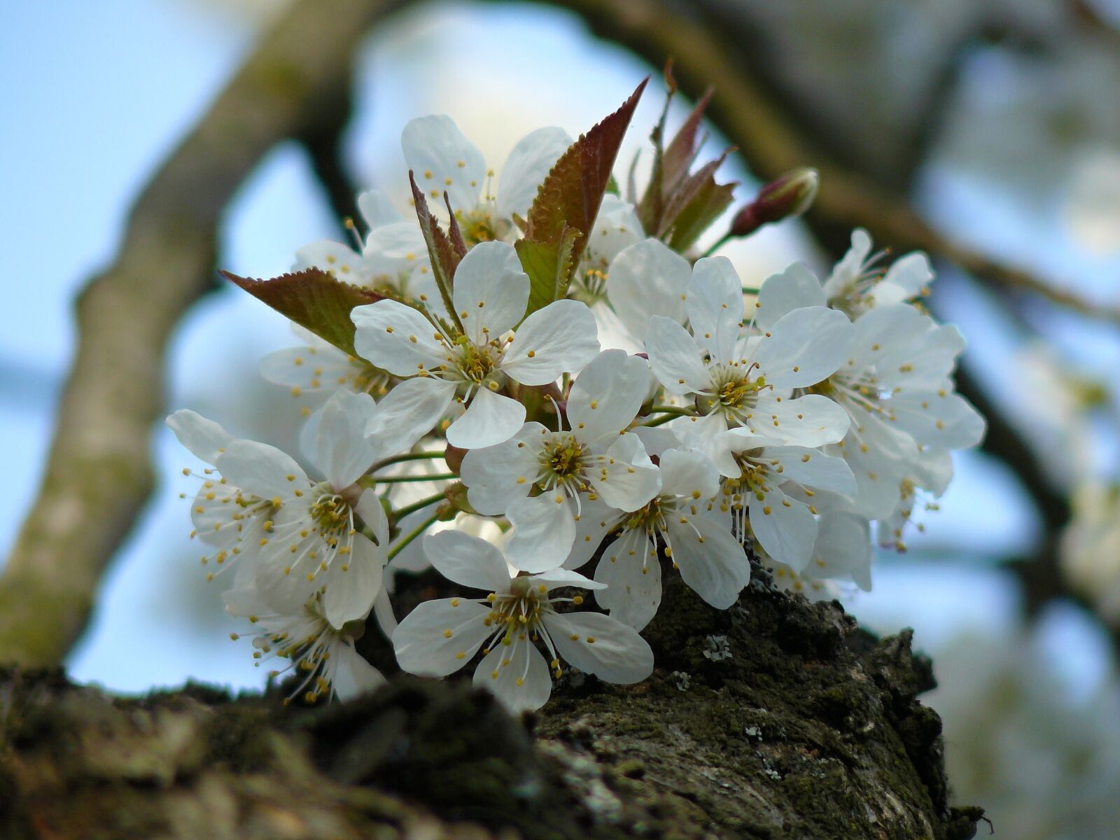 Panasonic DMC-FZ8 sample photo. Spring, flower, white photography