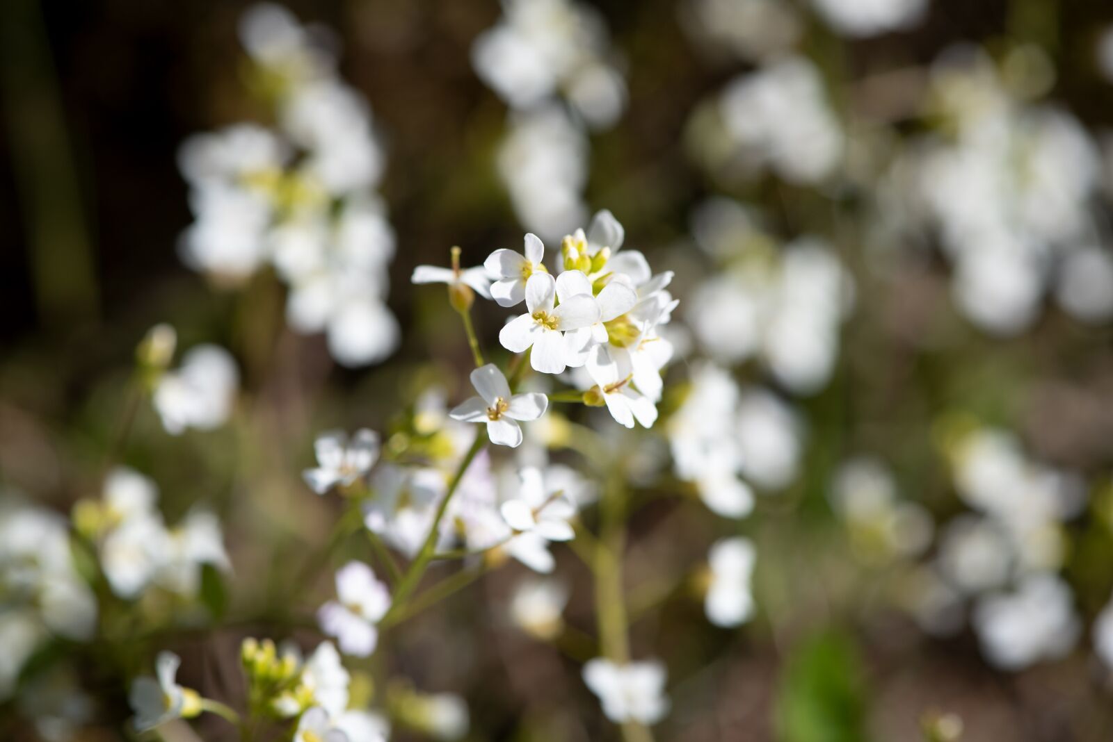 Nikon D750 sample photo. Pointed flower, white, flowers photography