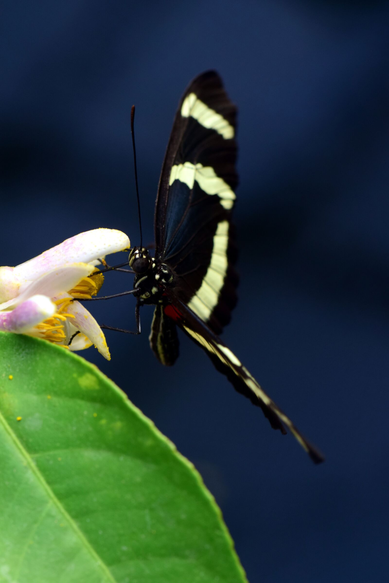Nikon D3300 sample photo. Heliconius, tropical, flying photography