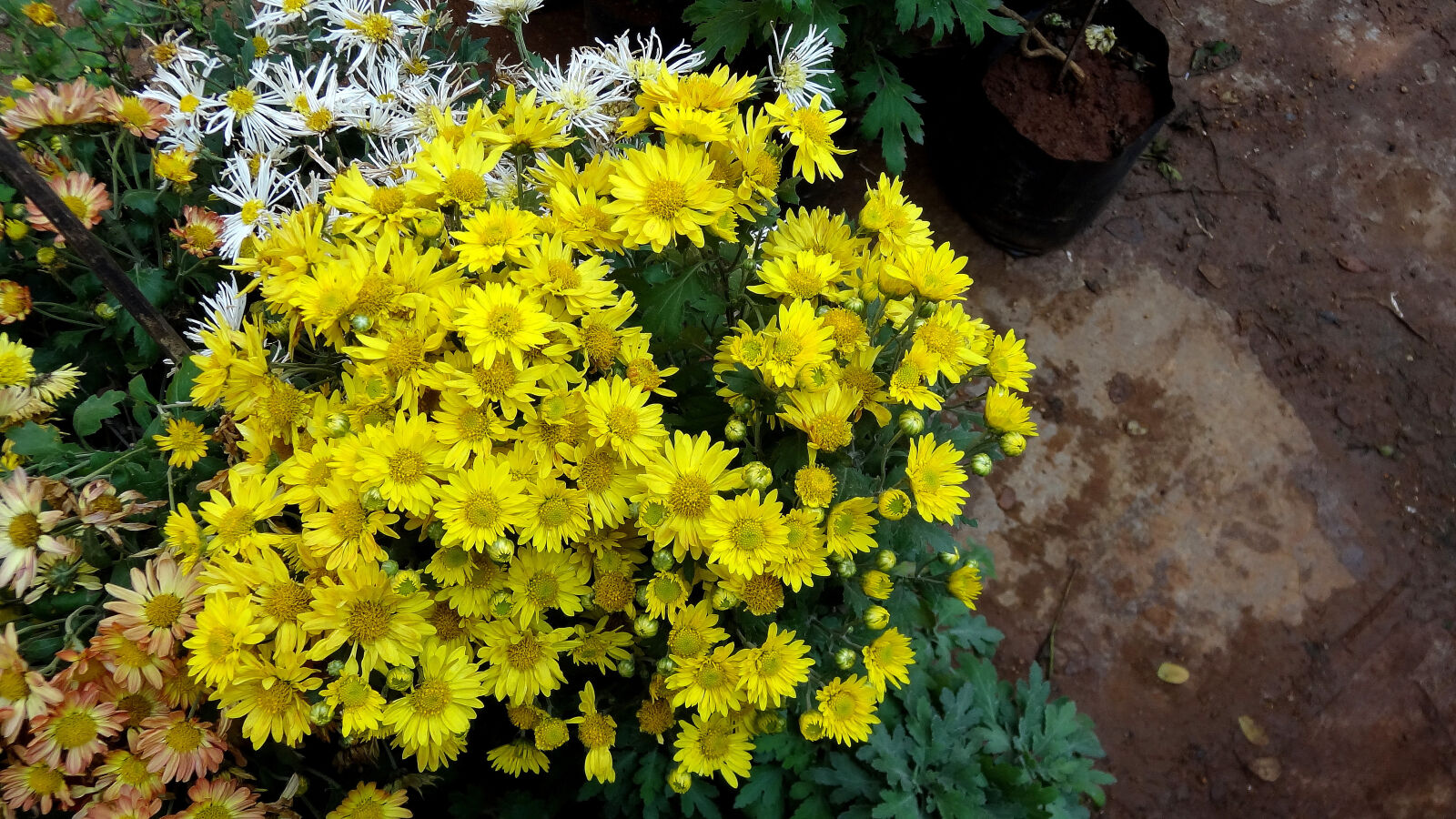 Sony Cyber-shot DSC-HX9V sample photo. Posy photography