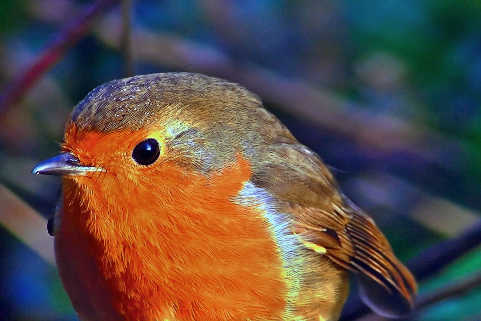 Panasonic Lumix DMC-FZ1000 sample photo. Redbreast, common, nature photography