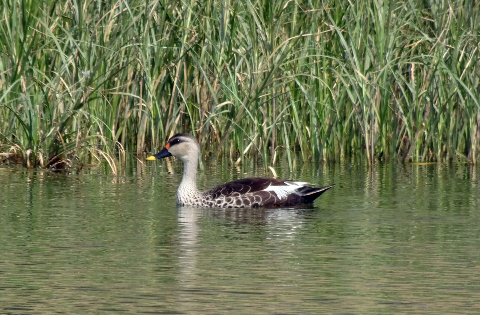 Sony Cyber-shot DSC-HX90V sample photo. Duck, bird, waterfowl photography
