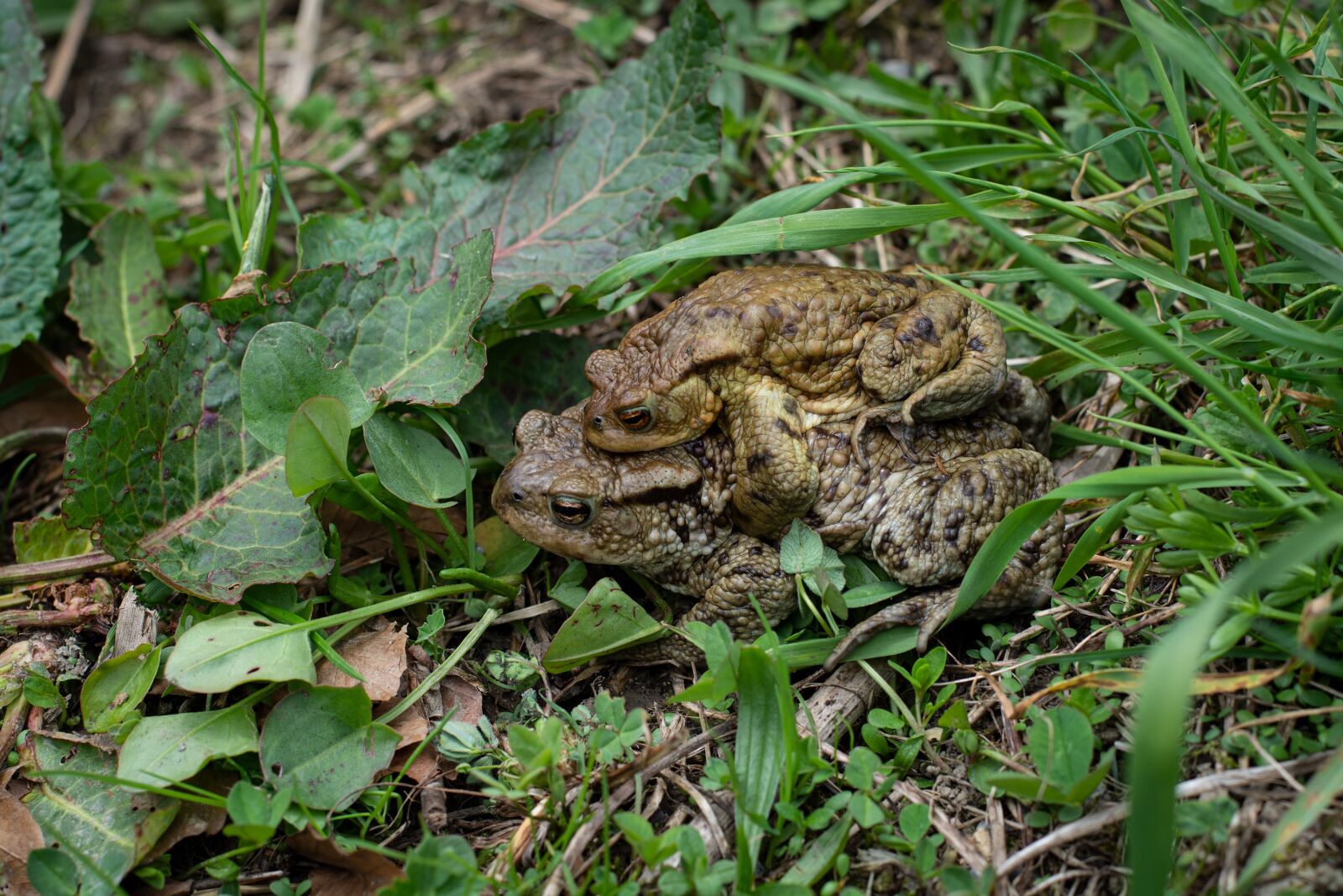 Nikon D7100 sample photo. Toads, frogs, nature photography