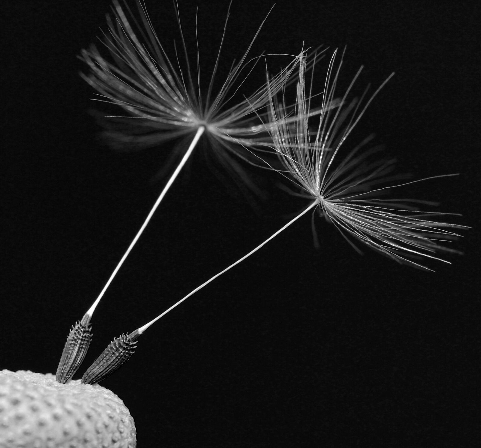 Canon EOS 600D (Rebel EOS T3i / EOS Kiss X5) sample photo. Nuns, dandelion, plant photography