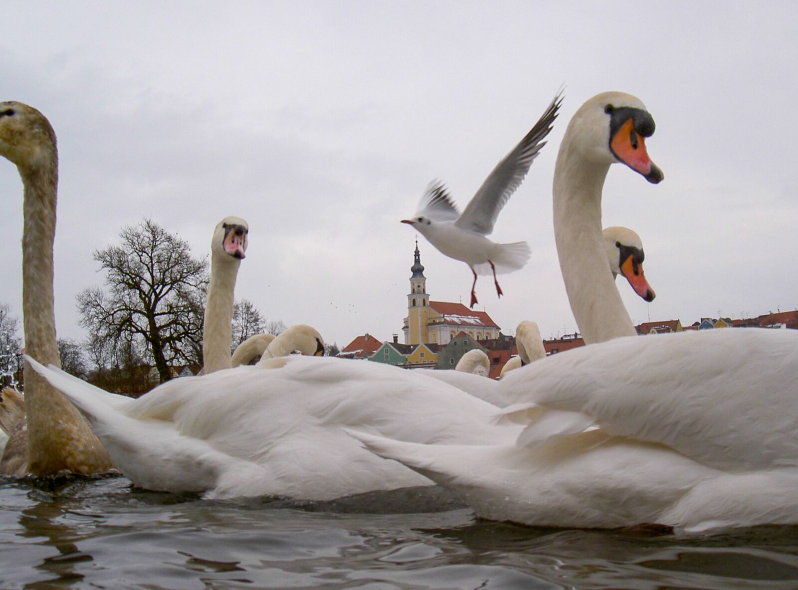 KONICA MINOLTA DIGITAL CAMERA KD-400Z sample photo. Swan, white, fluffy photography