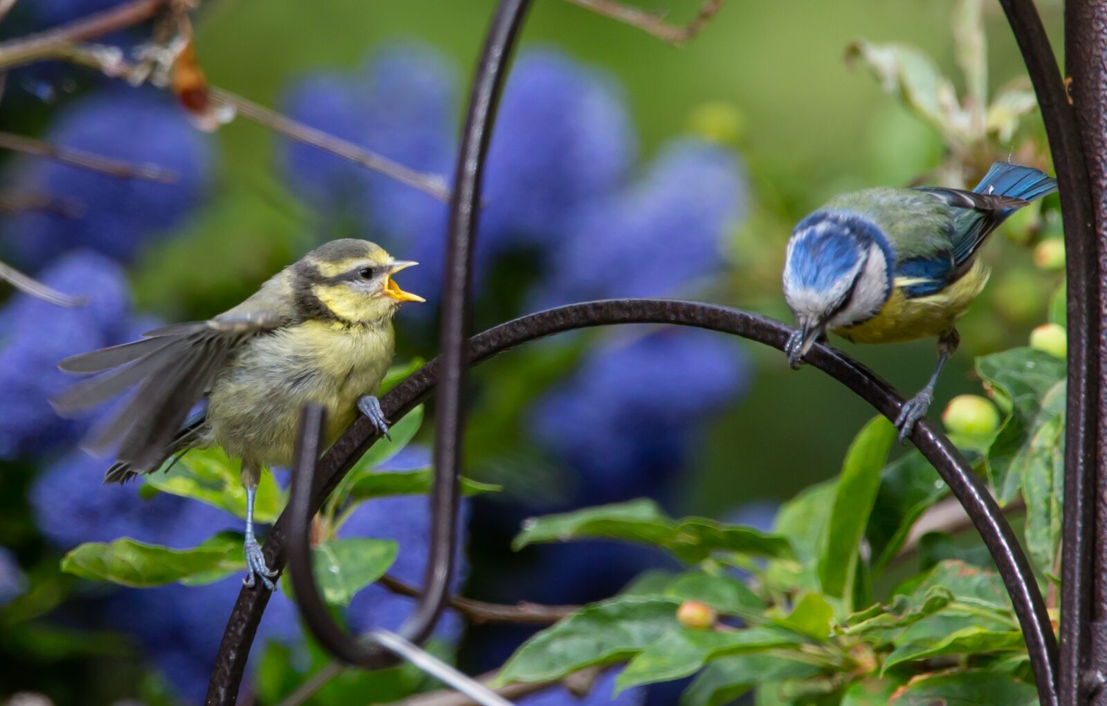 Canon EOS 5D Mark III + 150-600mm F5-6.3 DG OS HSM | Contemporary 015 sample photo. Blue tit chick, tit photography