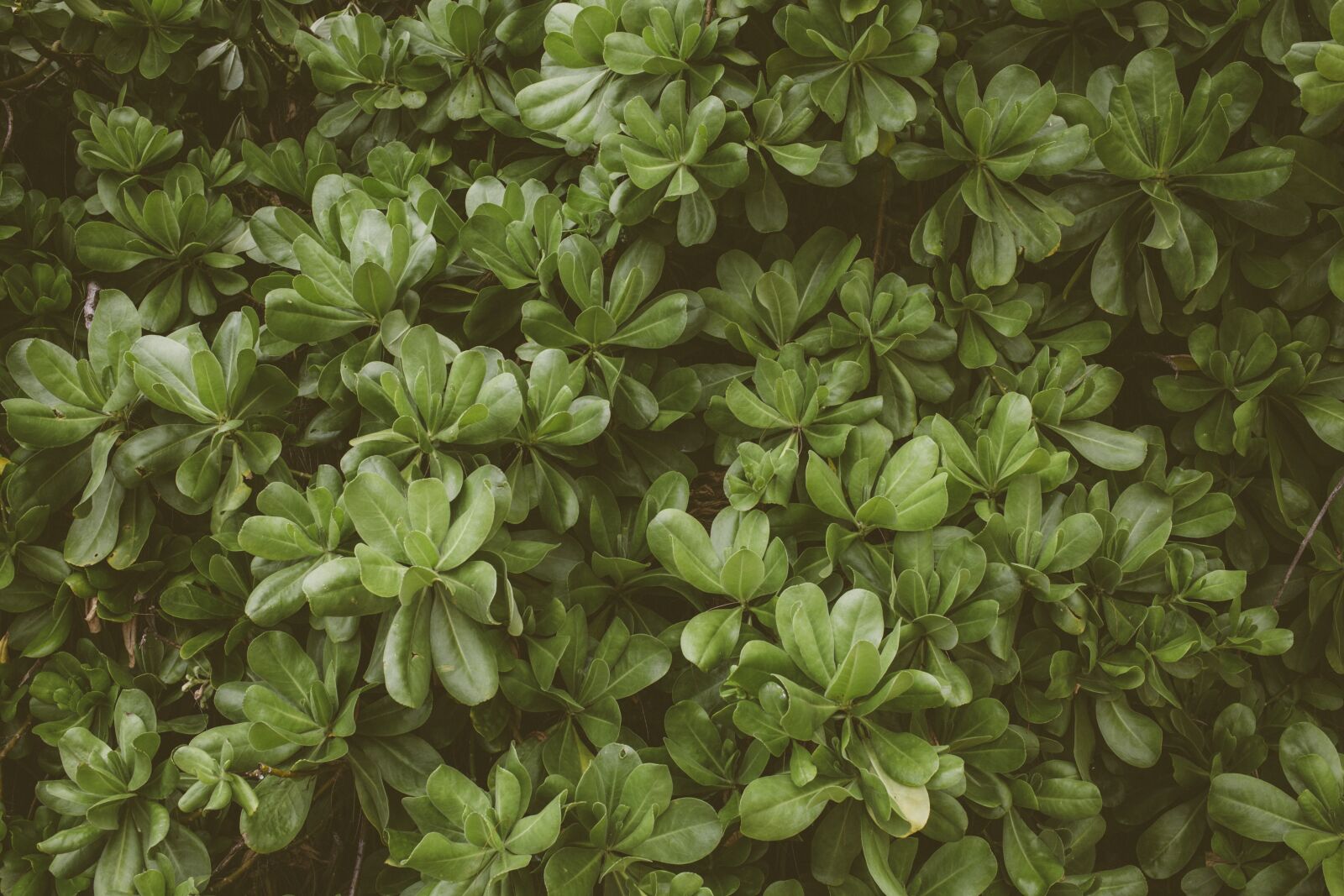 Canon EOS 5D Mark III + Canon EF 40mm F2.8 STM sample photo. Plant, greenery, botany photography