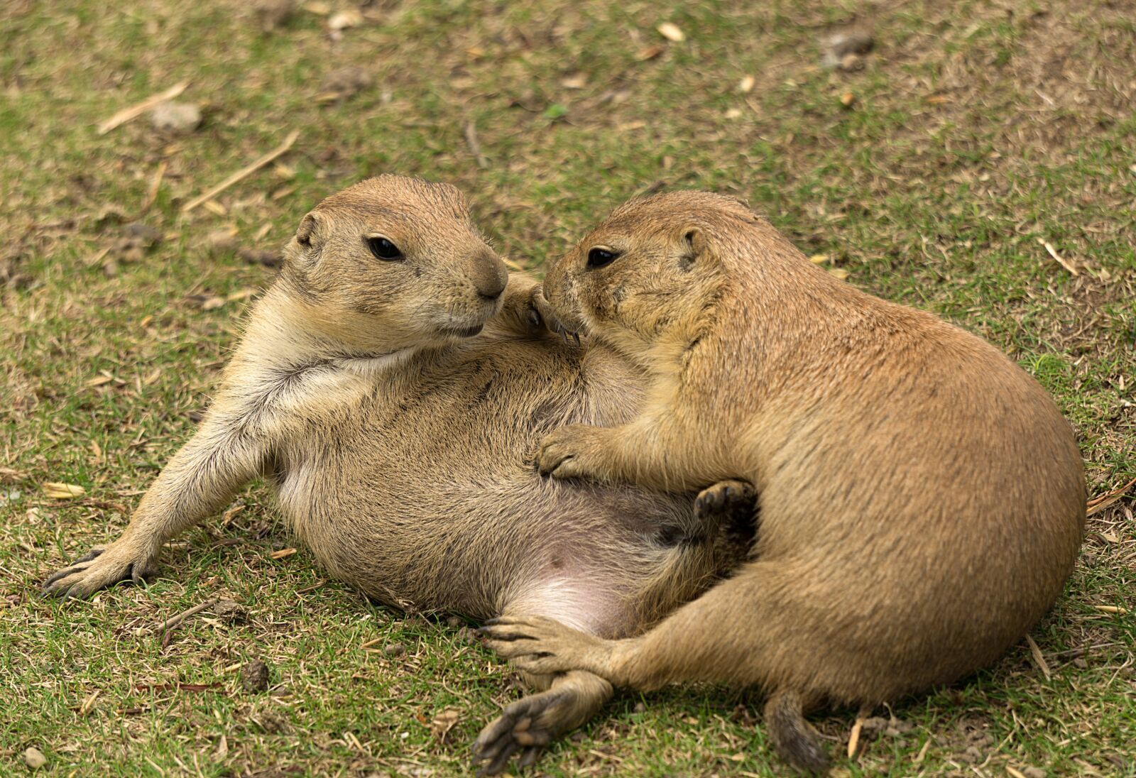 Sony E 55-210mm F4.5-6.3 OSS sample photo. Mammal, animal, nature photography